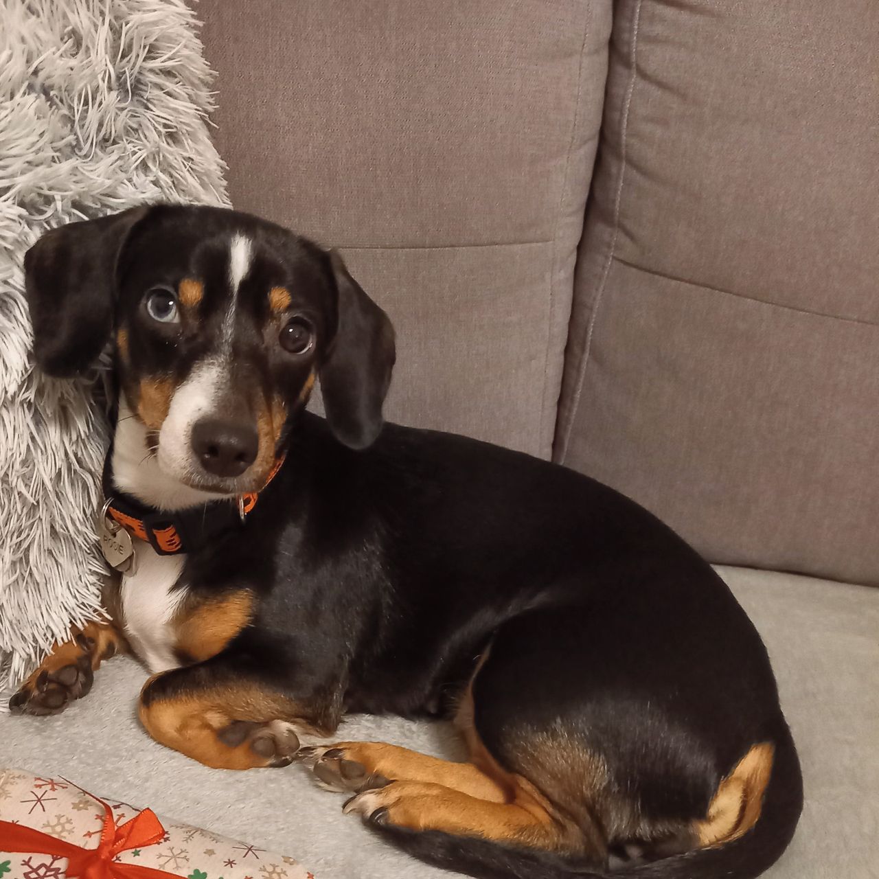 Soutěžní fotografie - Rosie,  Jezevčík