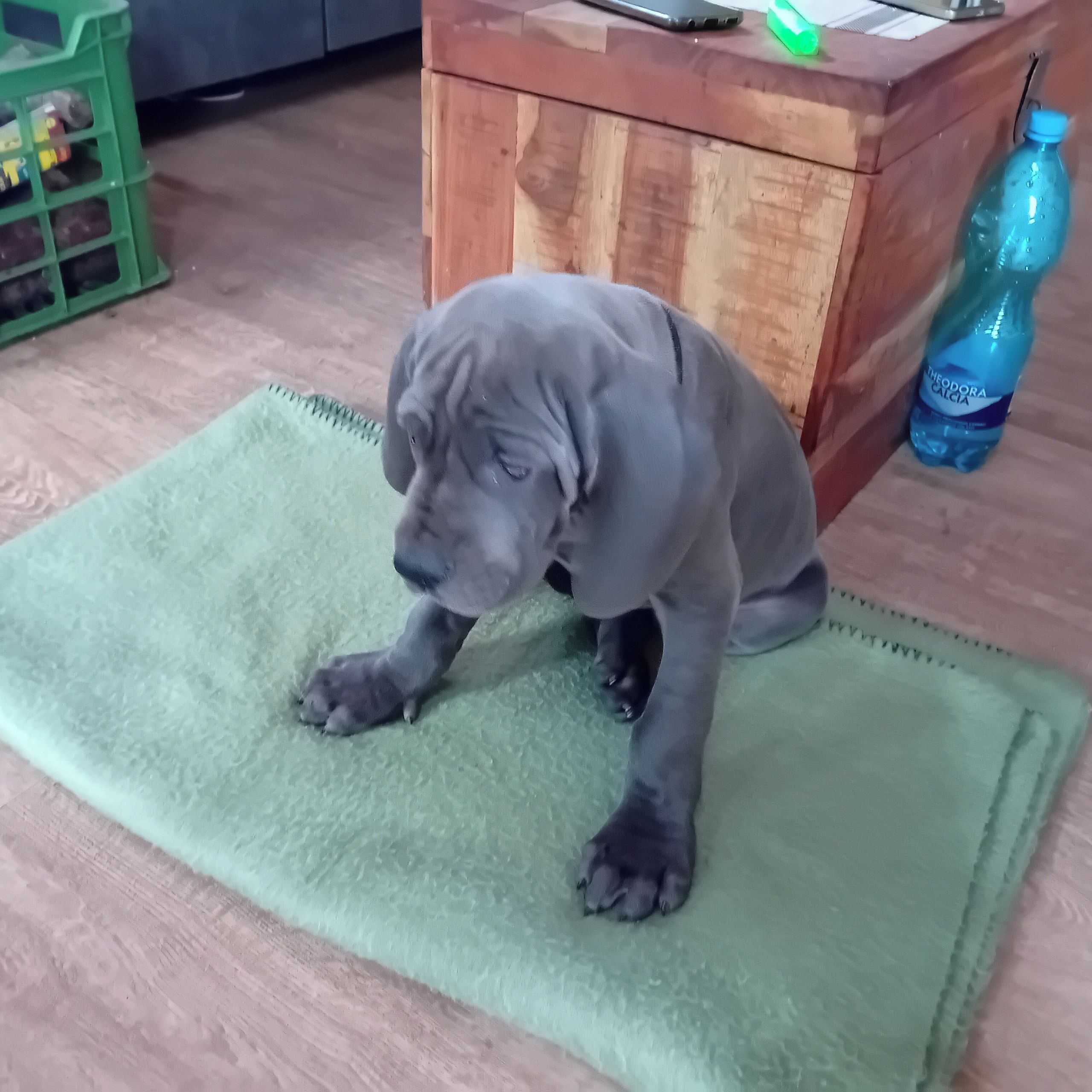 Soutěžní fotografie - AGY,  Německá doga