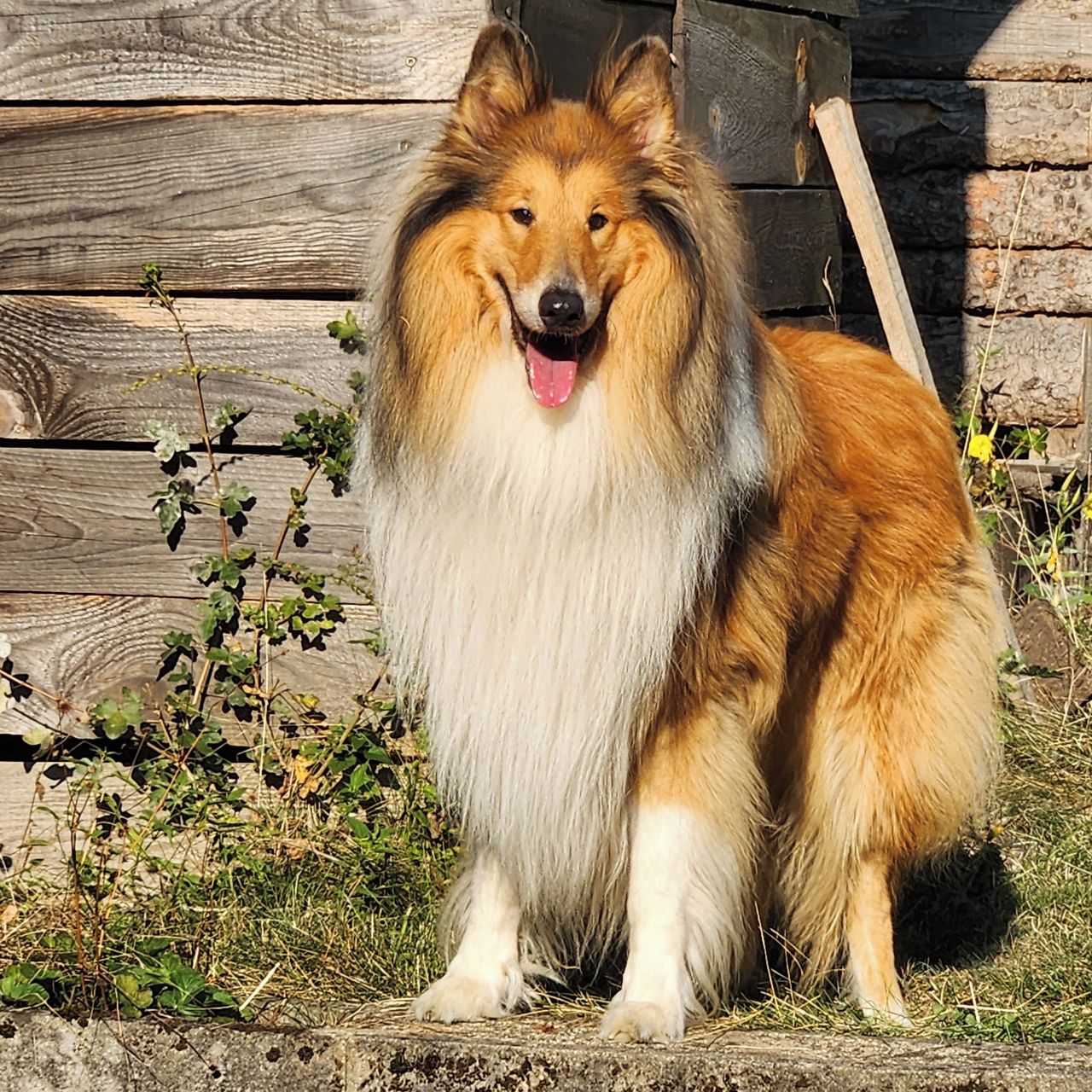 Soutěžní fotografie - Fido,  Kolie dlouhosrstá