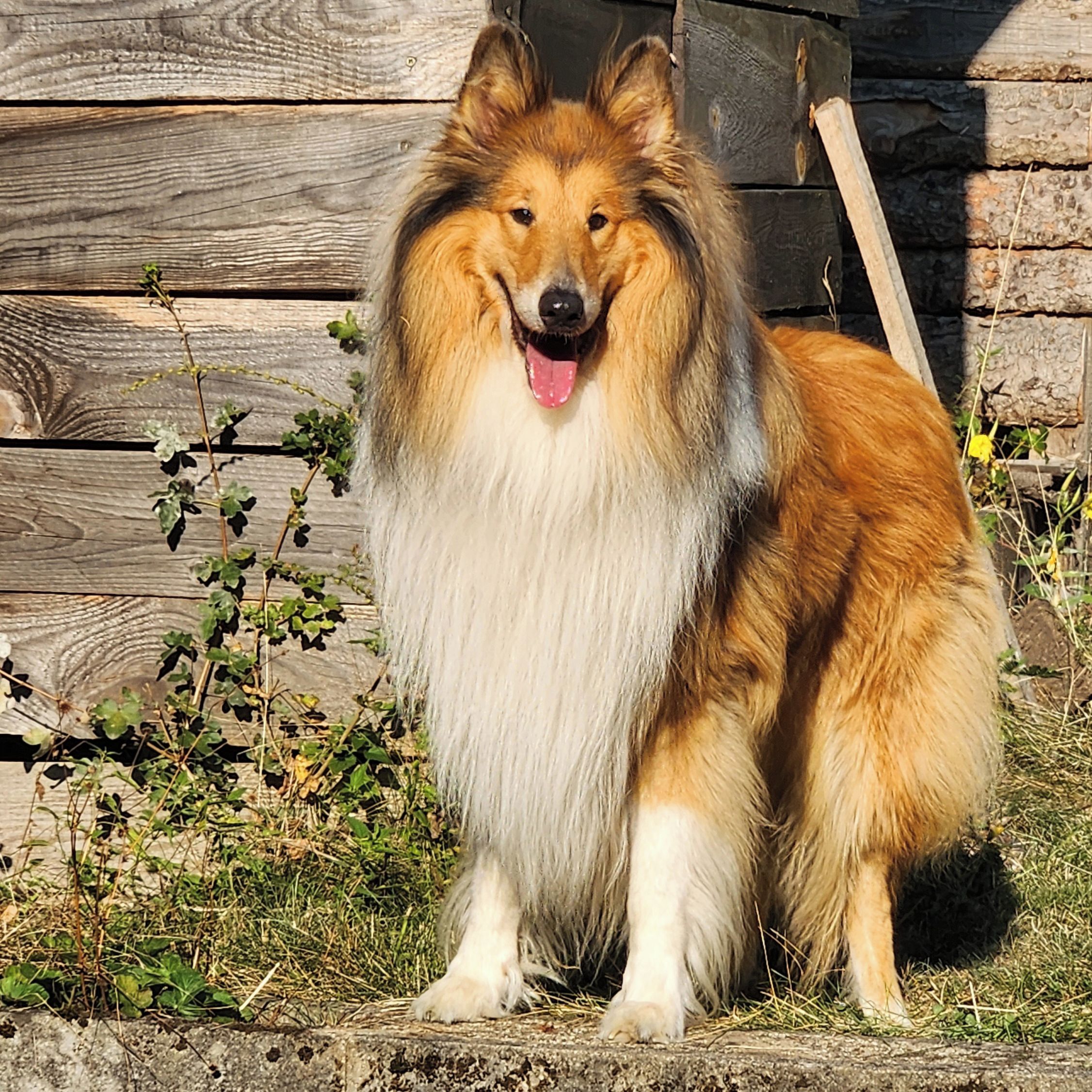 Soutěžní fotografie - Fido,  Kolie dlouhosrstá