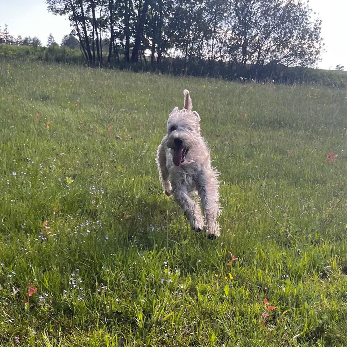 Soutěžní fotografie - Berry,  Irský terier