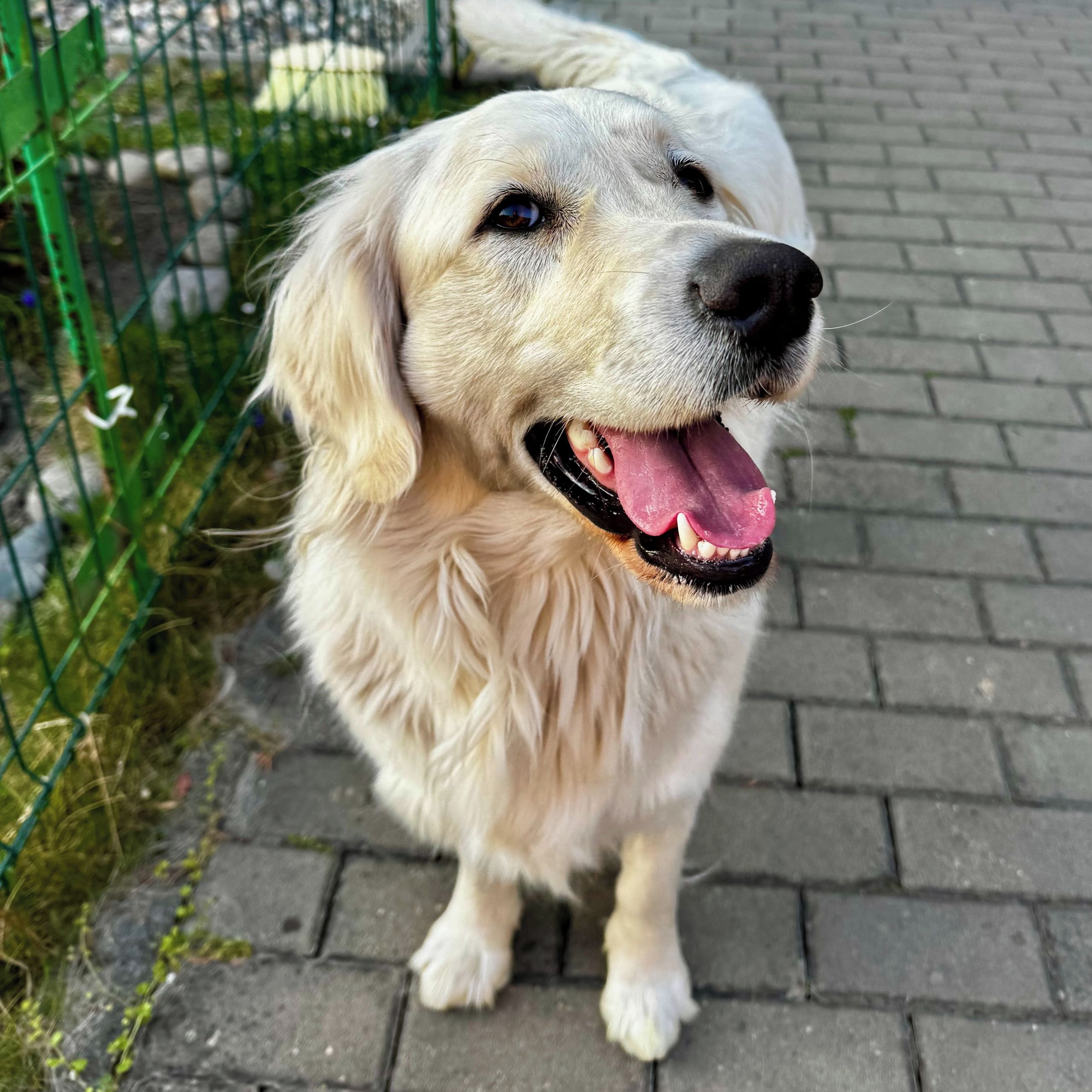 Soutěžní fotografie - Lassy,  Labradorský retriever