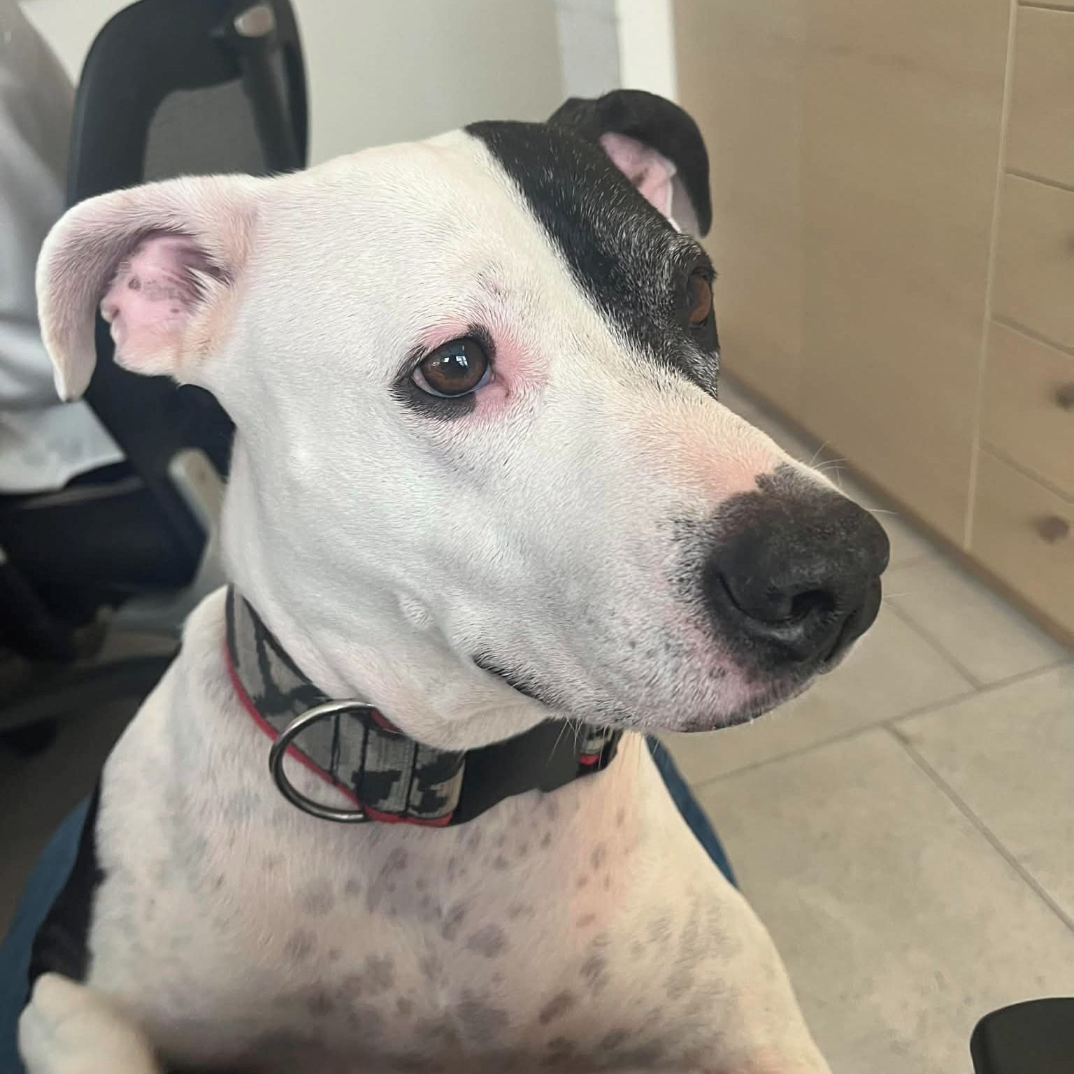 Soutěžní fotografie - Bony,  Ostatní