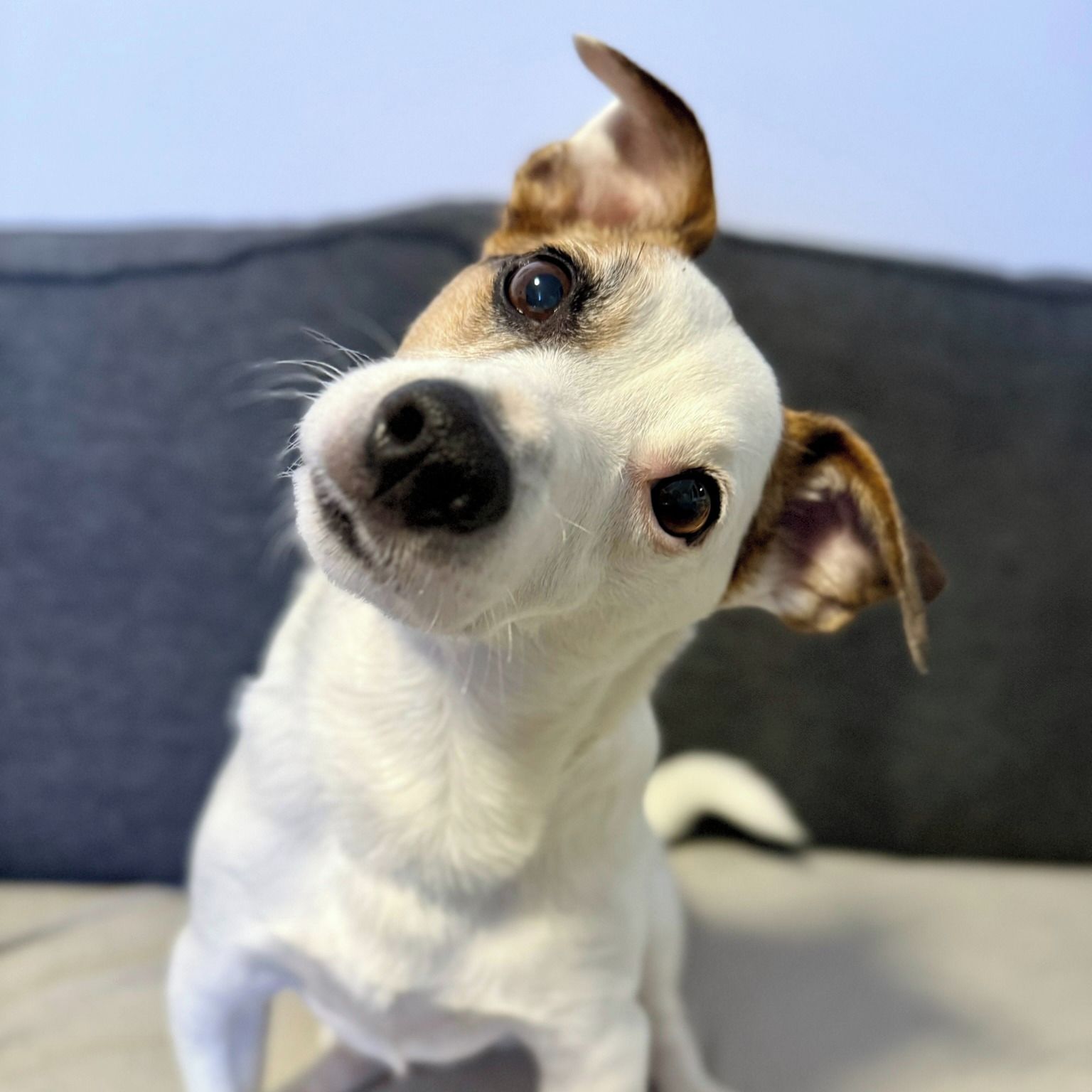 Soutěžní fotografie - Barney,  Jack Russell Teriér