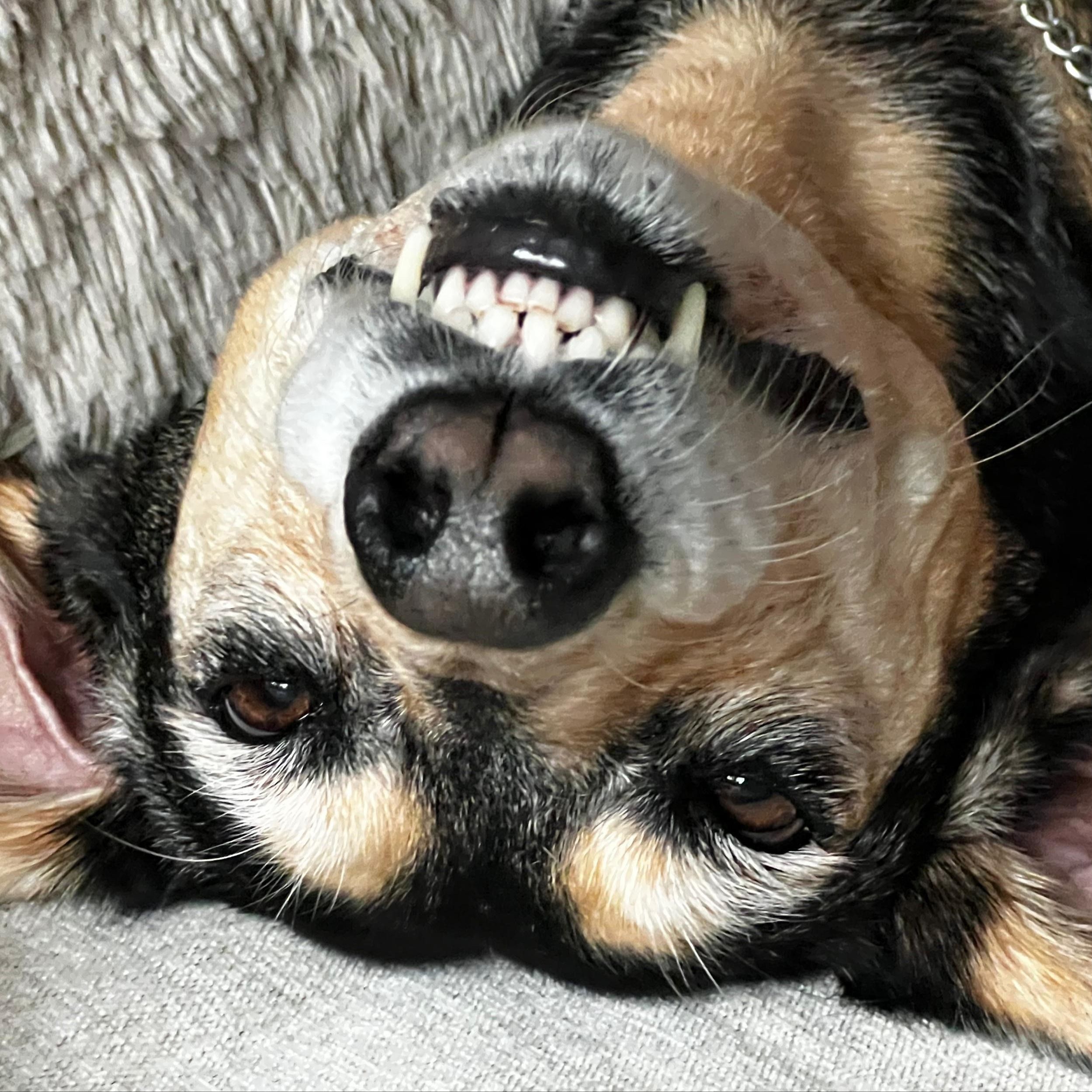 Soutěžní fotografie - Abigale,  Ostatní