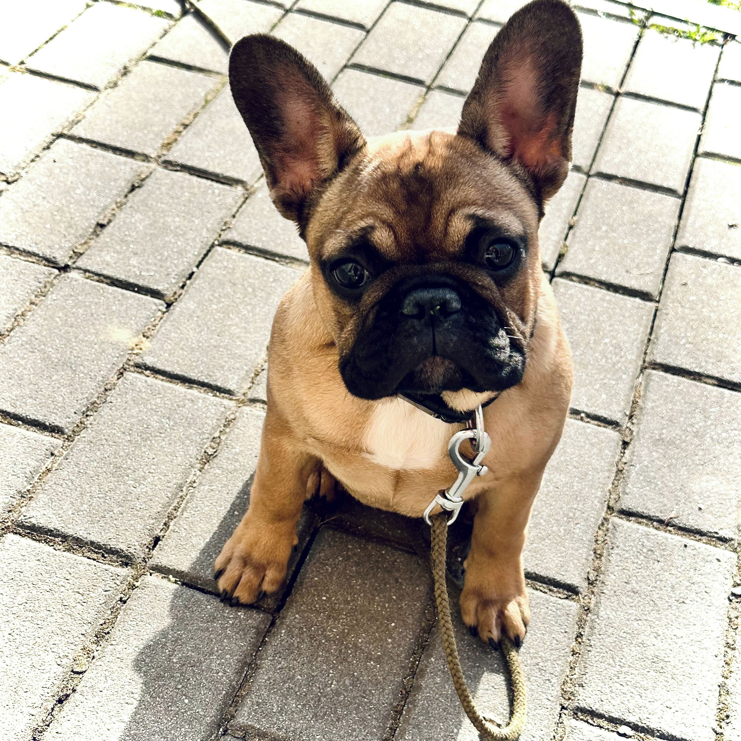 Soutěžní fotografie - Poppy,  Francouzský buldoček