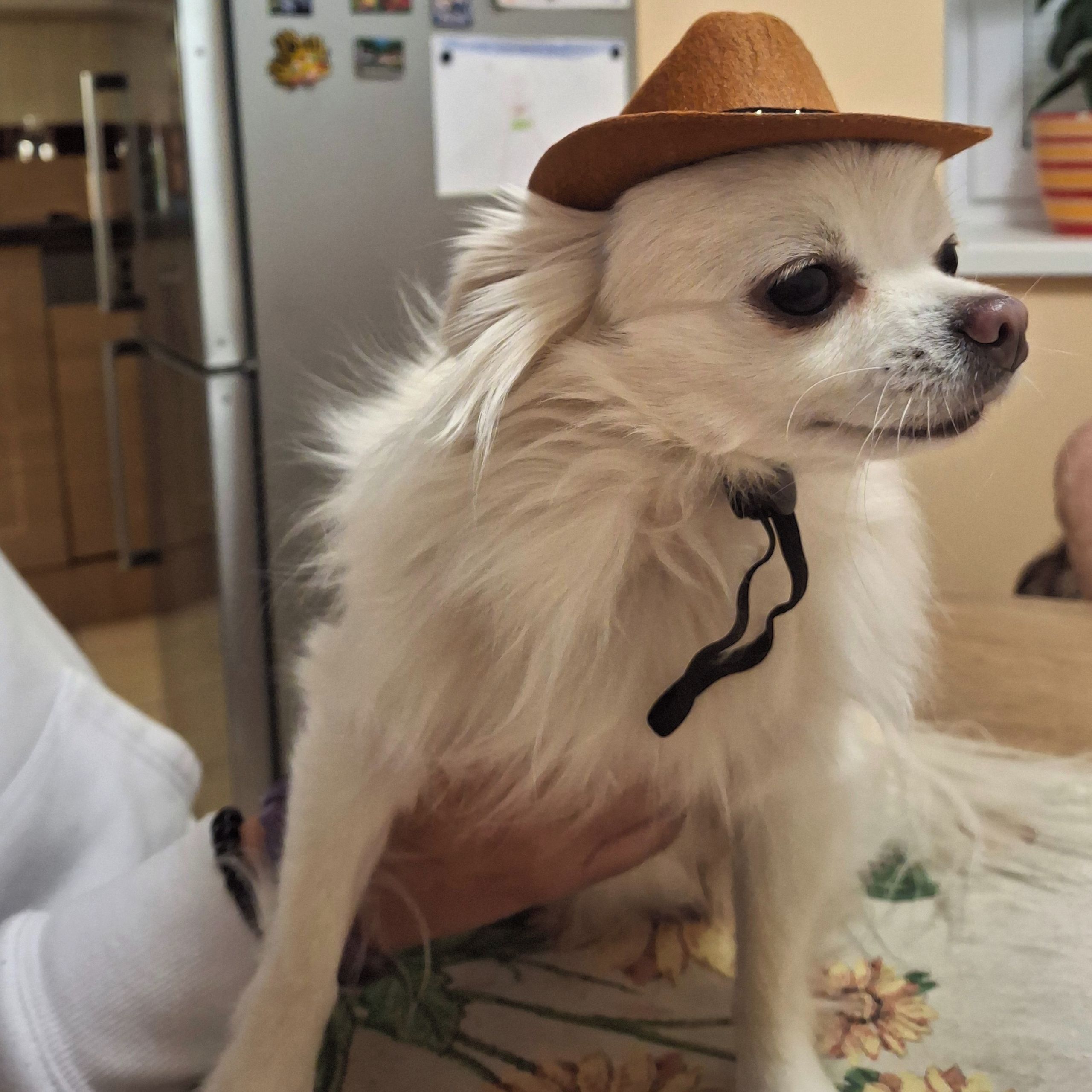 Soutěžní fotografie - Bono,  Čivava