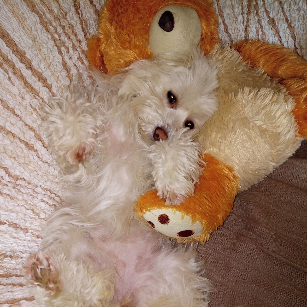 Soutěžní fotografie - Neli,  Havanský psík