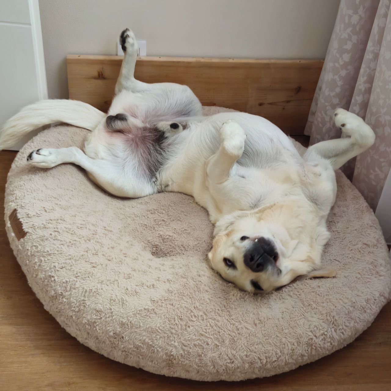 Soutěžní fotografie - Lucky,  Labradorský retriever