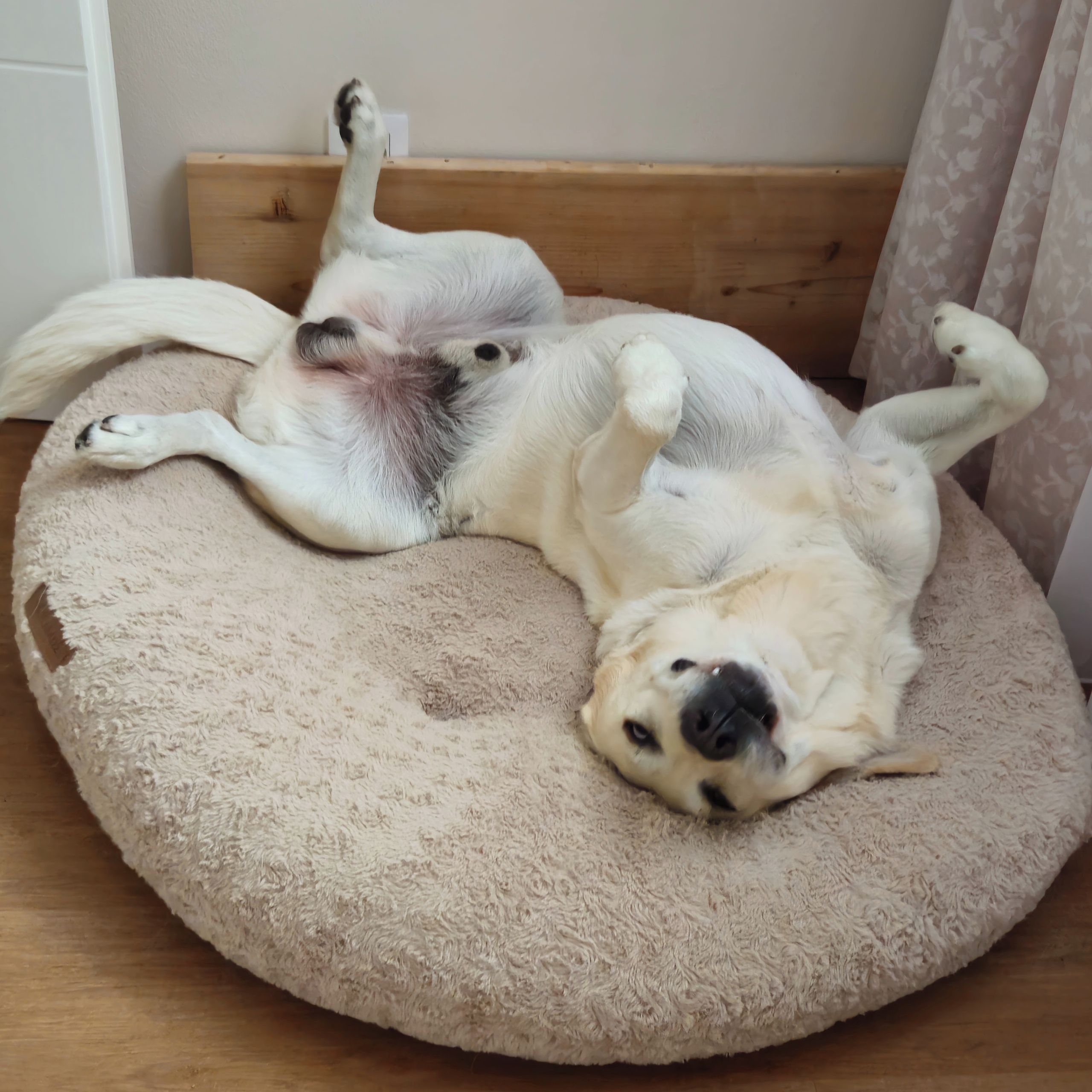 Soutěžní fotografie - Lucky,  Labradorský retriever