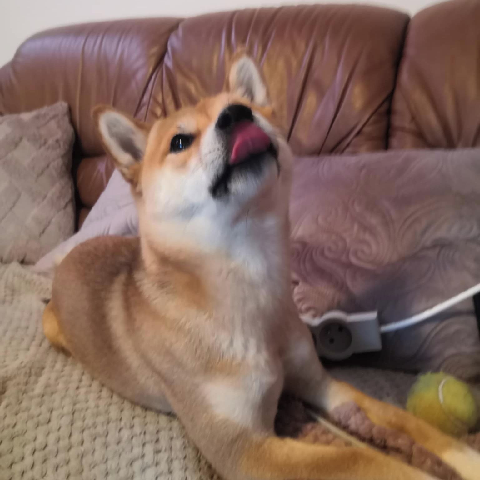 Soutěžní fotografie - Kimi,  Shiba