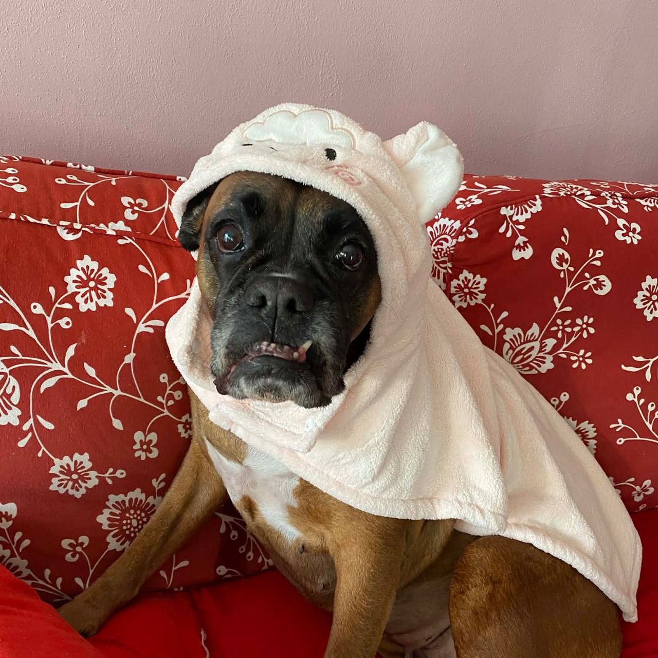 Soutěžní fotografie - Meggi,  Německý boxer