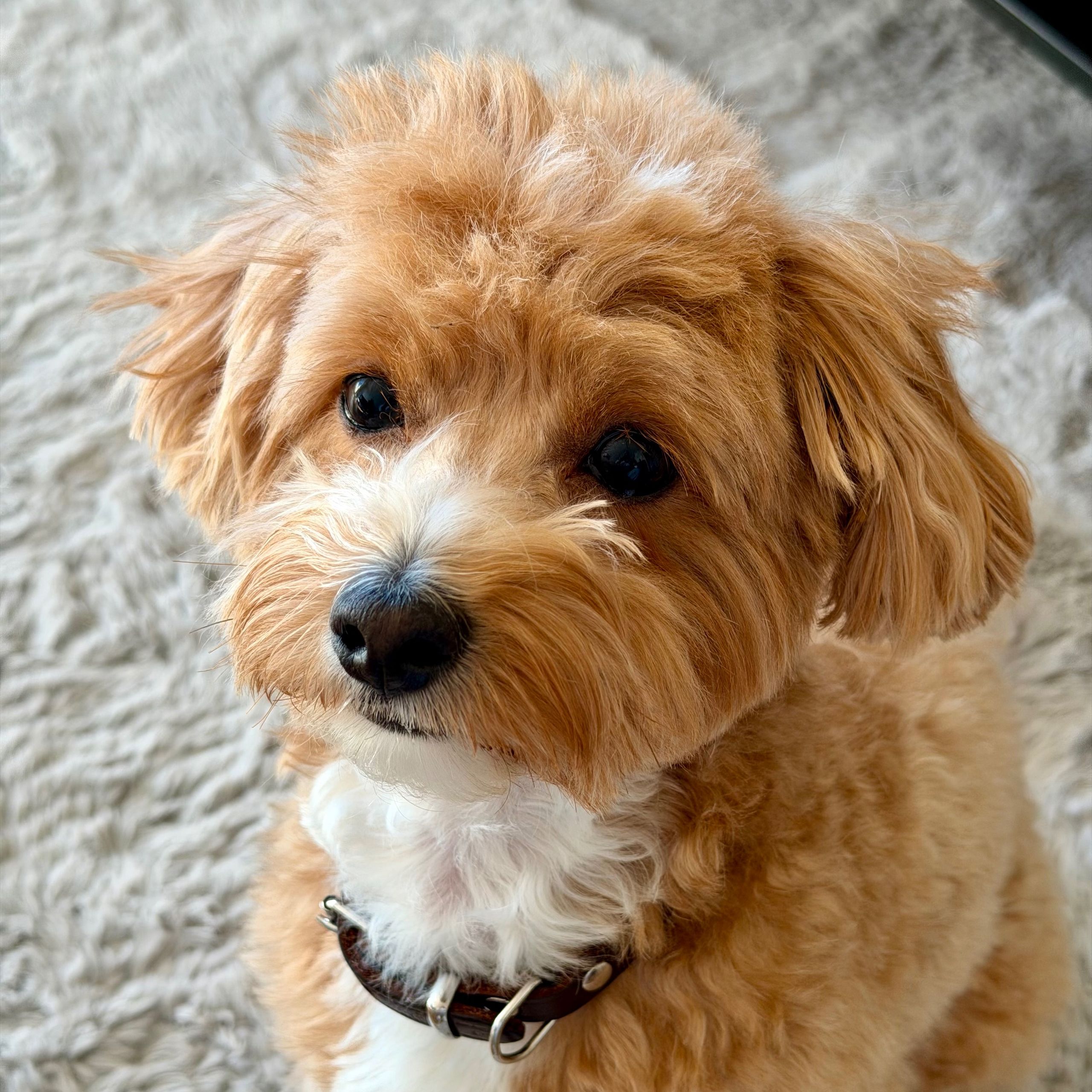 Soutěžní fotografie - Hugo,  Ostatní