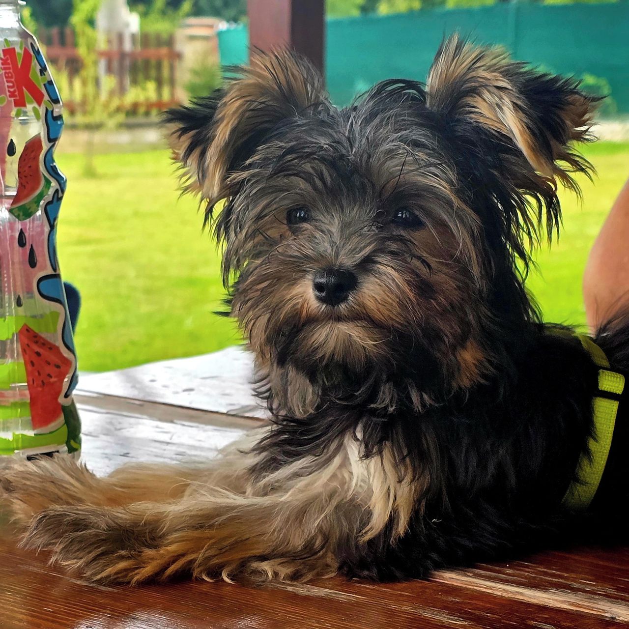 Soutěžní fotografie - Shadow,  Yorkšírský terier