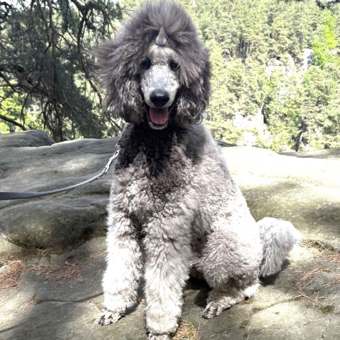 Soutěžní fotografie - Balios-Bali,  Pudl