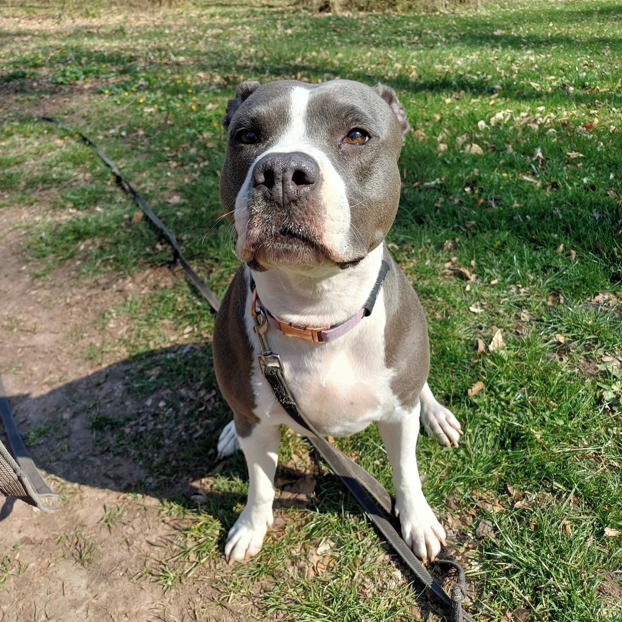 Soutěžní fotografie - Roxy,  Americký stafordširský terier