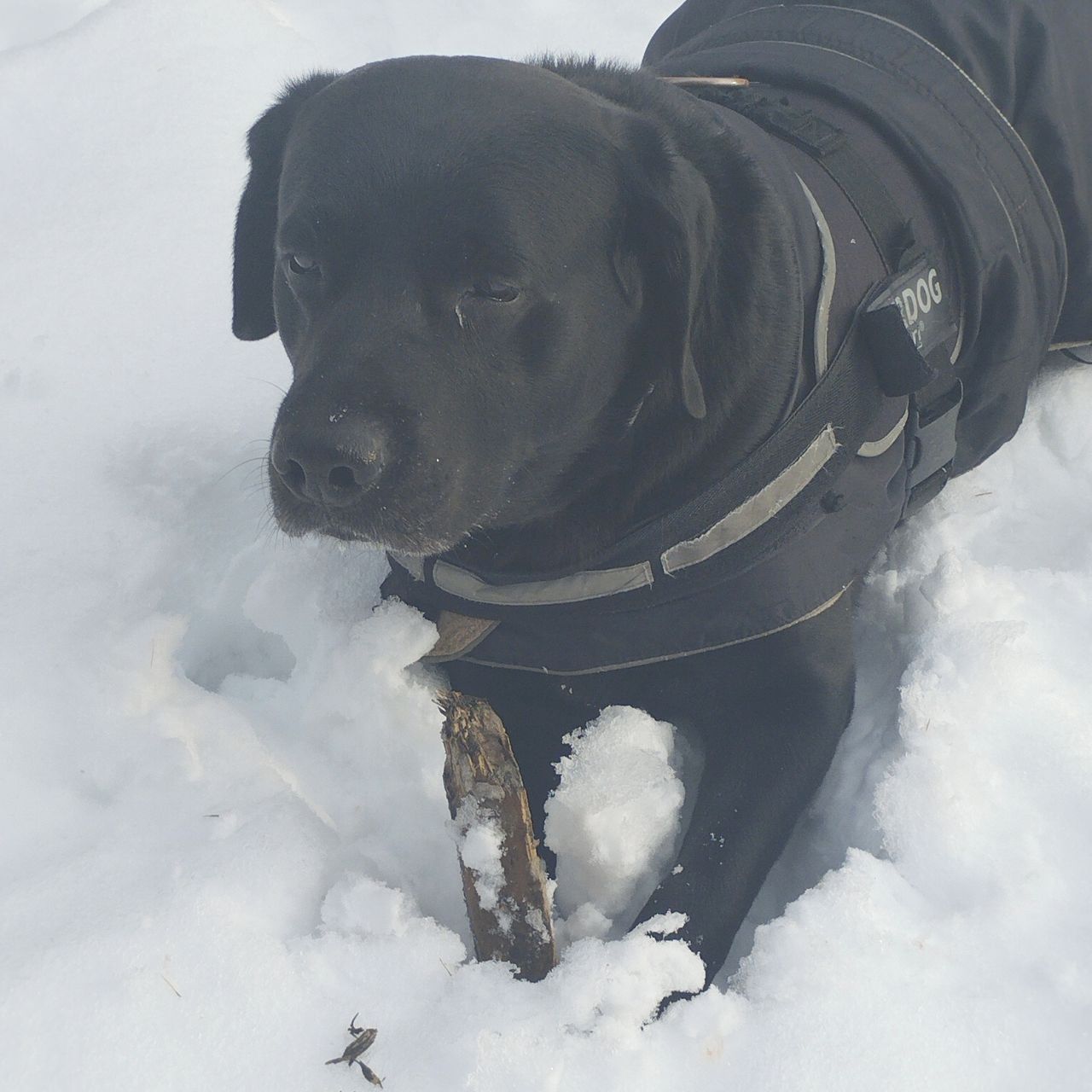 Soutěžní fotografie - Rey,  Labradorský retriever
