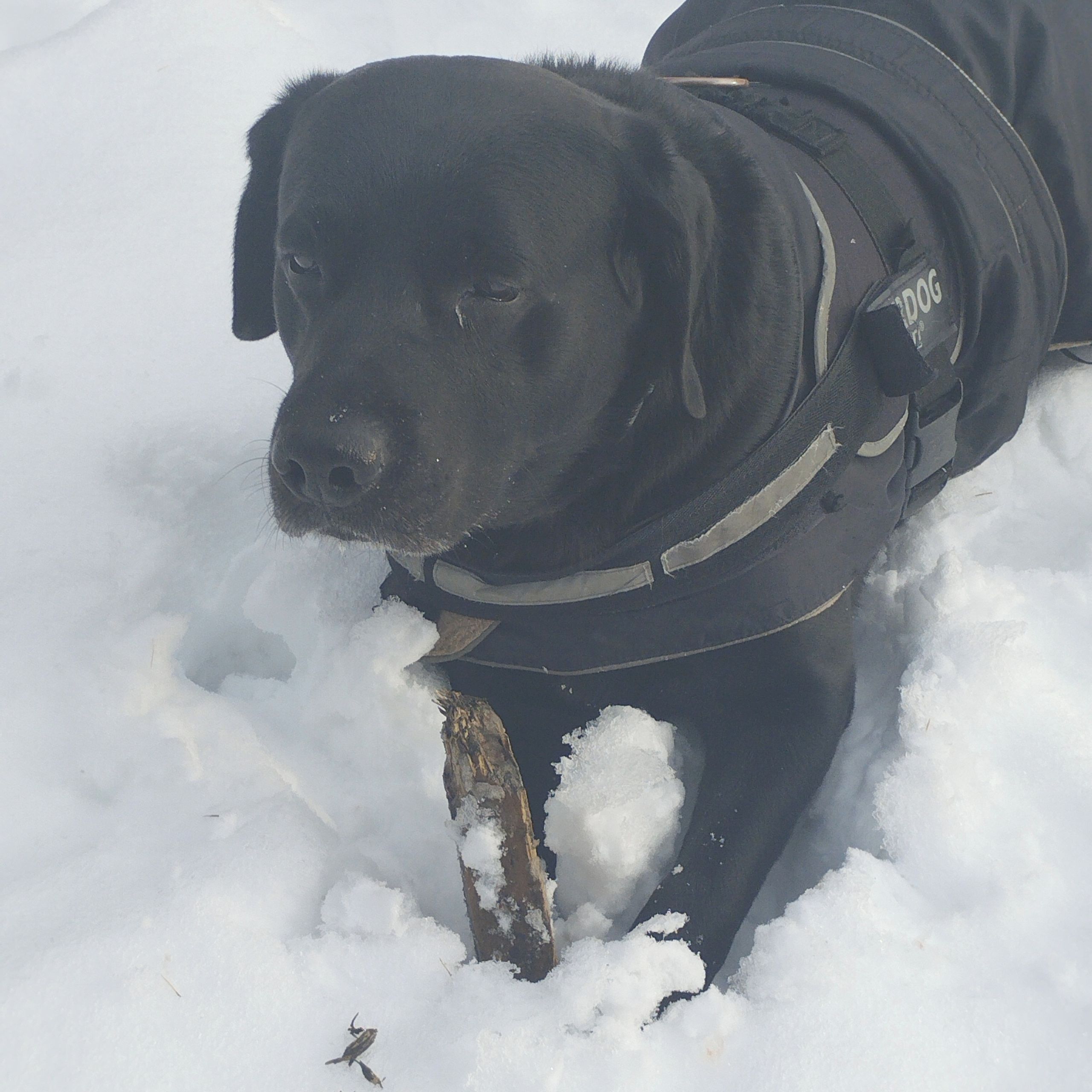 Soutěžní fotografie - Rey,  Labradorský retriever