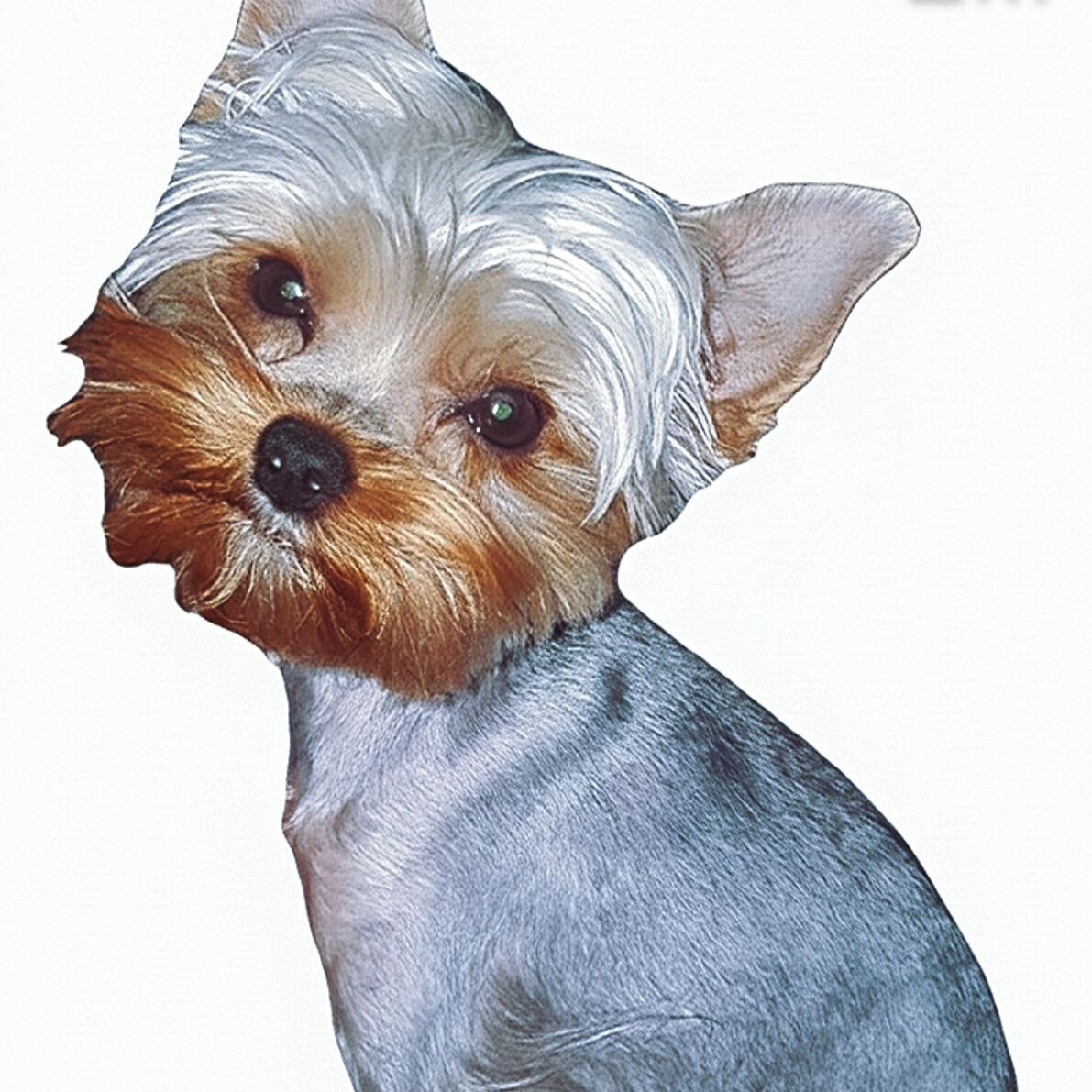 Soutěžní fotografie - Lili,  Yorkšírský terier