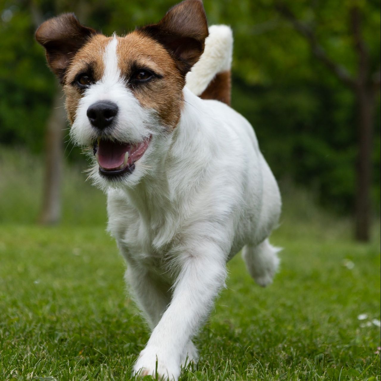 Soutěžní fotografie - Arny,  Jack Russell Teriér