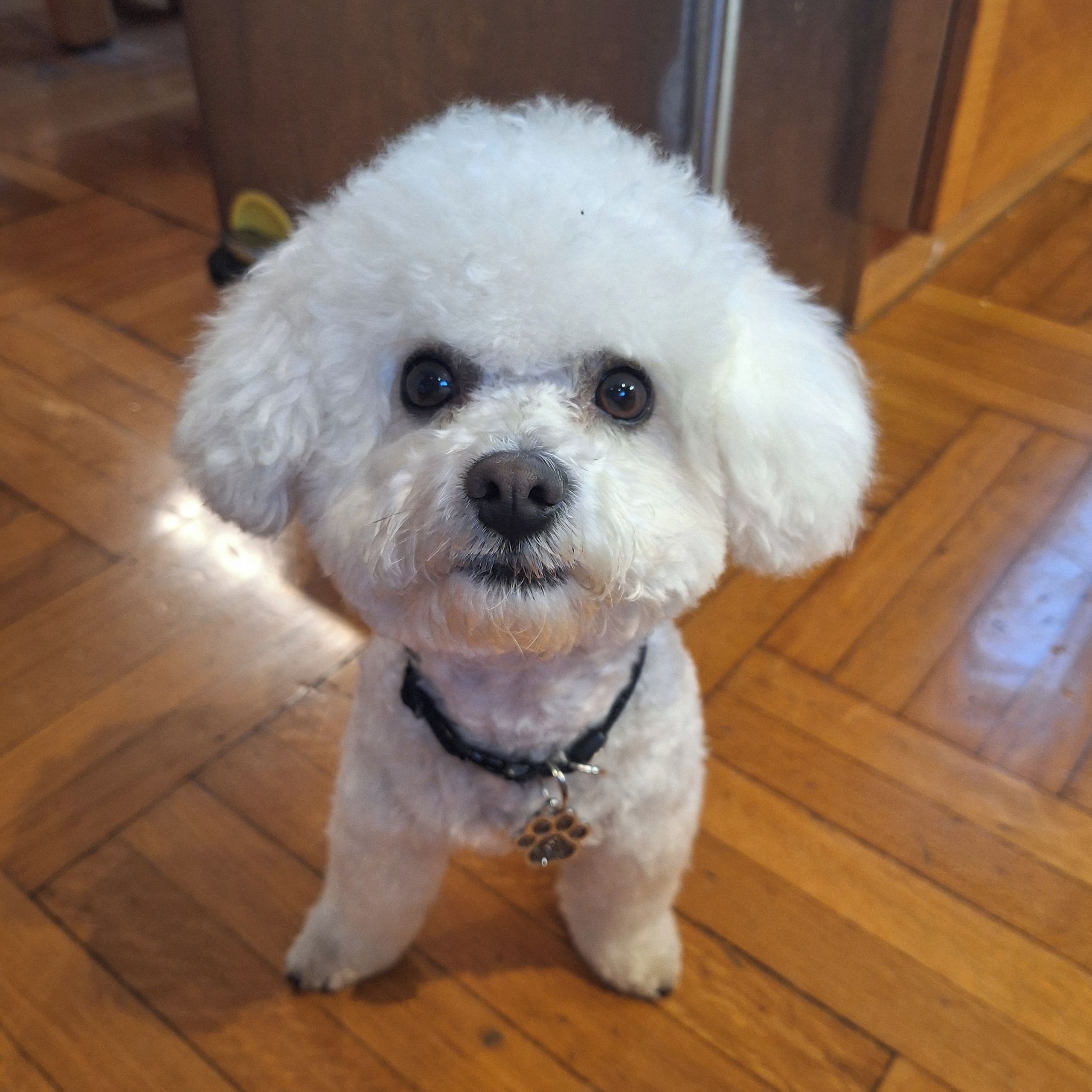 Soutěžní fotografie - Chico,  Bišonek