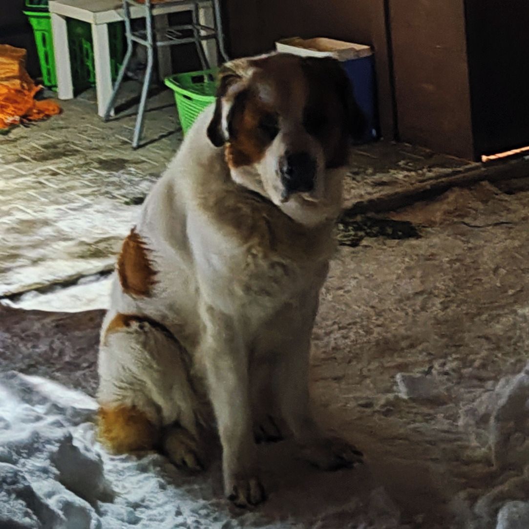 Soutěžní fotografie - Riko,  Moskevský strážní pes