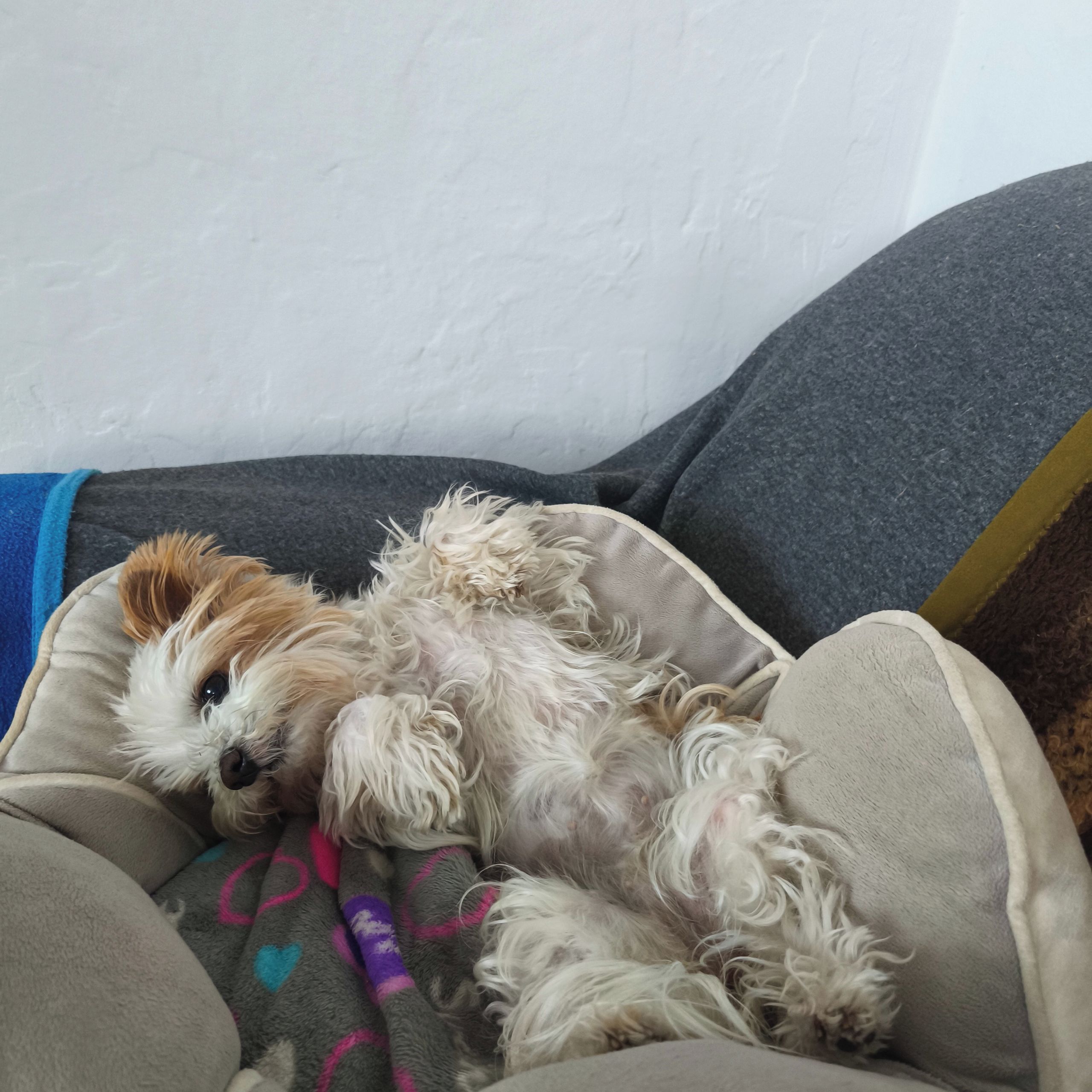 Soutěžní fotografie - Lalinka,  Yorkšírský terier