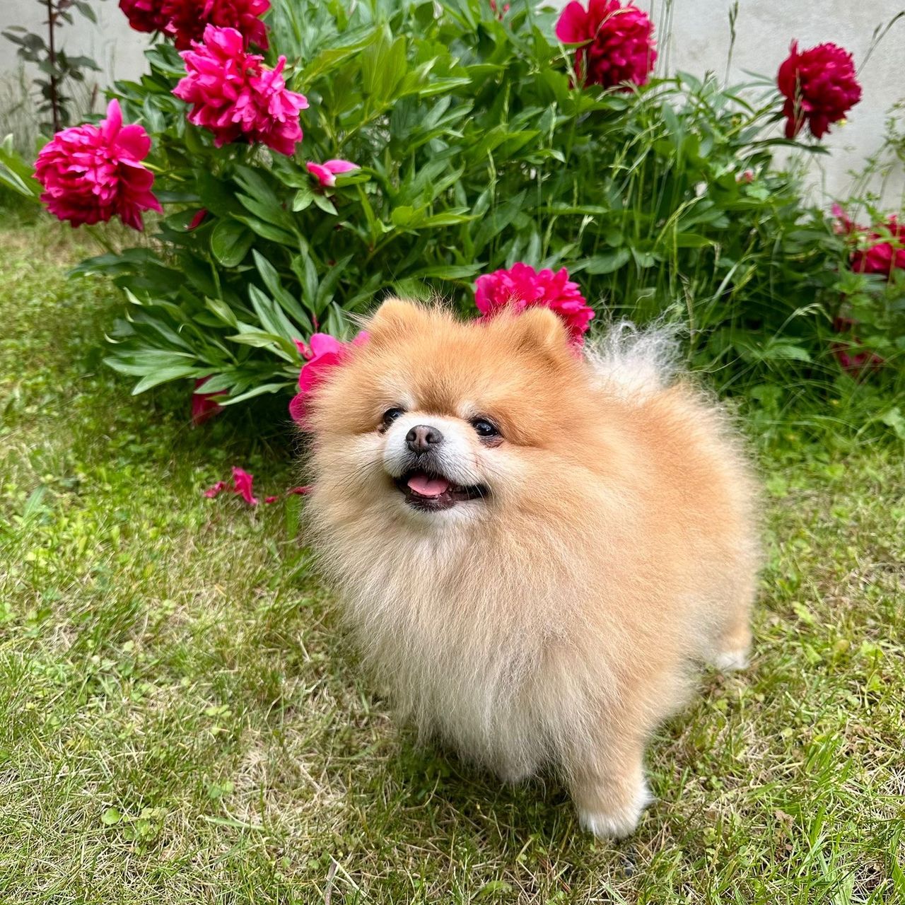 Soutěžní fotografie - Dexter,  Německý špic trpasličí