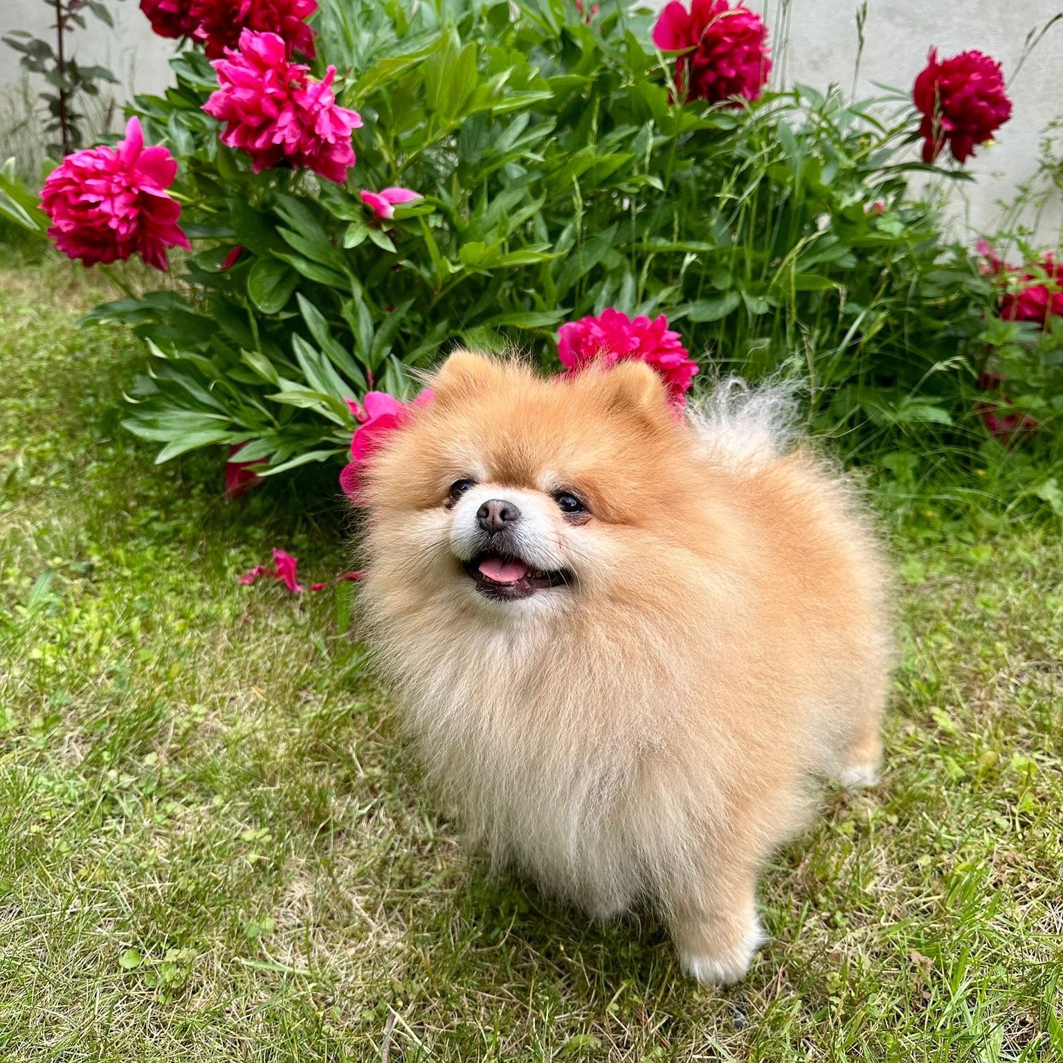 Soutěžní fotografie - Dexter,  Německý špic trpasličí