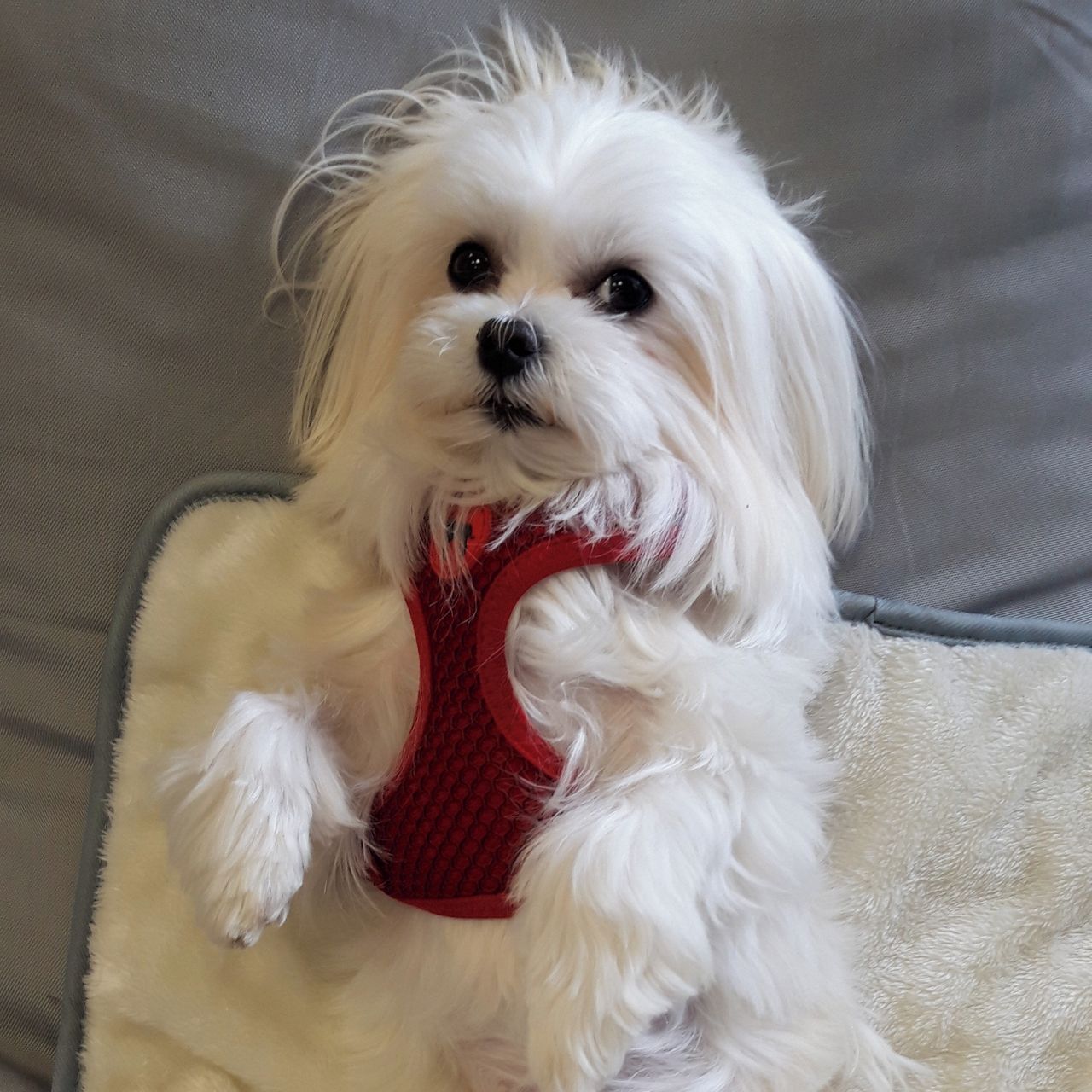 Soutěžní fotografie - Amy,  Maltézský psík