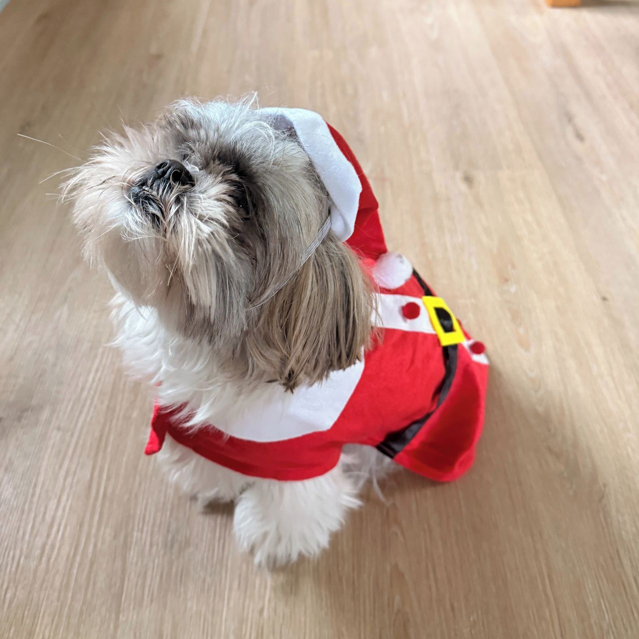 Soutěžní fotografie - Mia,  Shih-tzu