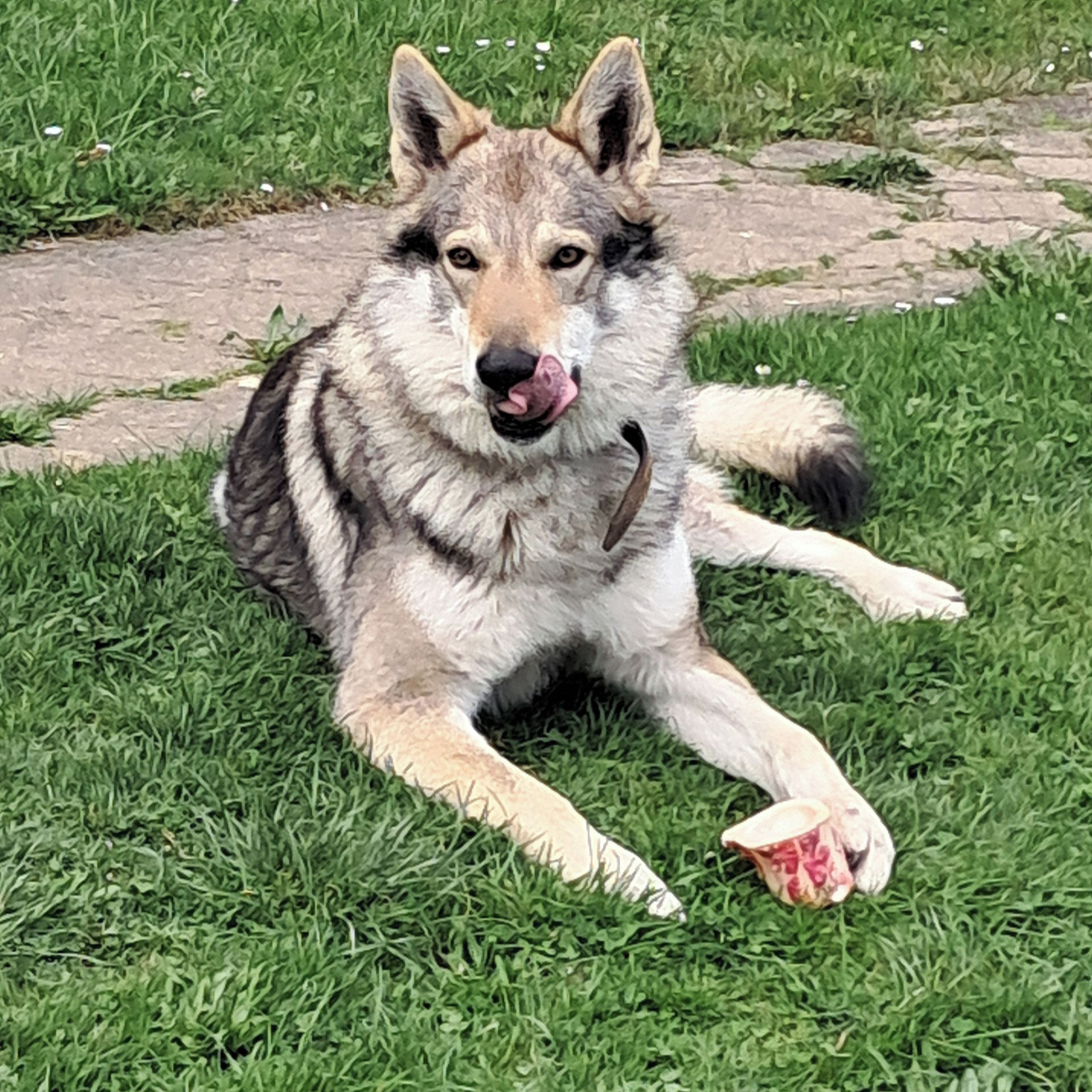 Soutěžní fotografie - Gary,  Československý vlčák