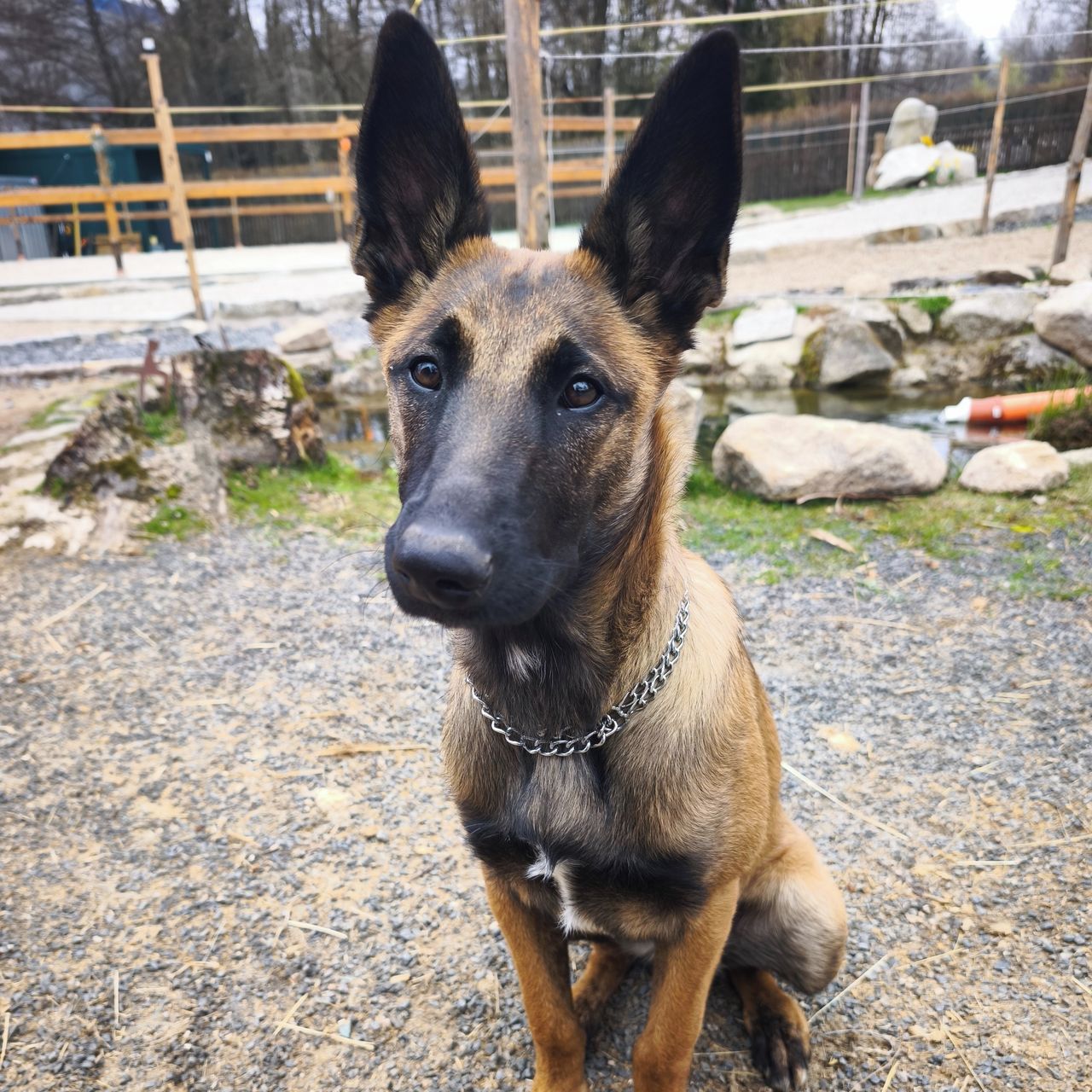 Soutěžní fotografie - Waya,  Belgický ovčák - Malinois