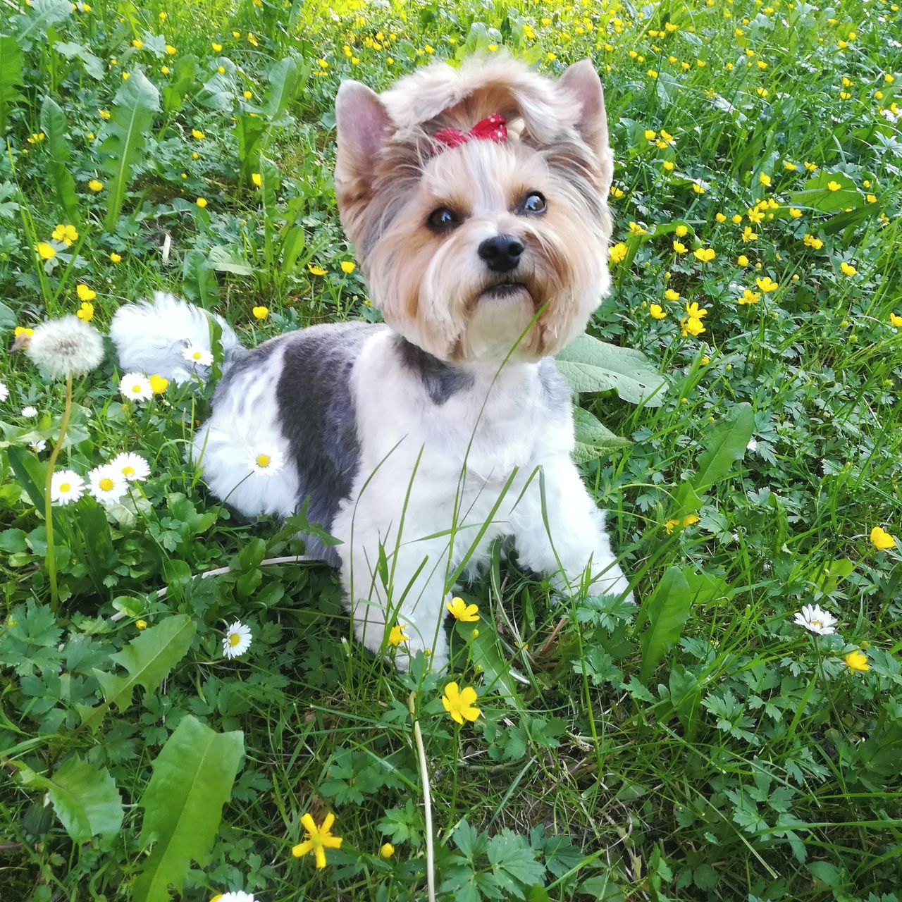 Soutěžní fotografie - CORINKA,  Yorkšírský terier