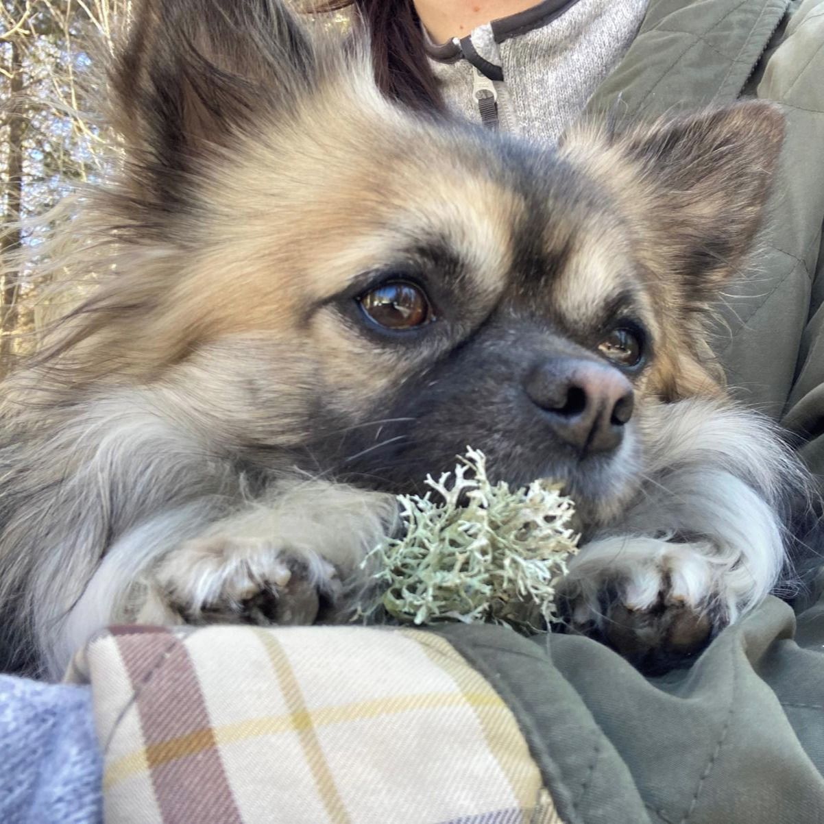 Soutěžní fotografie - Čiko,  Čivava dlouhosrstá