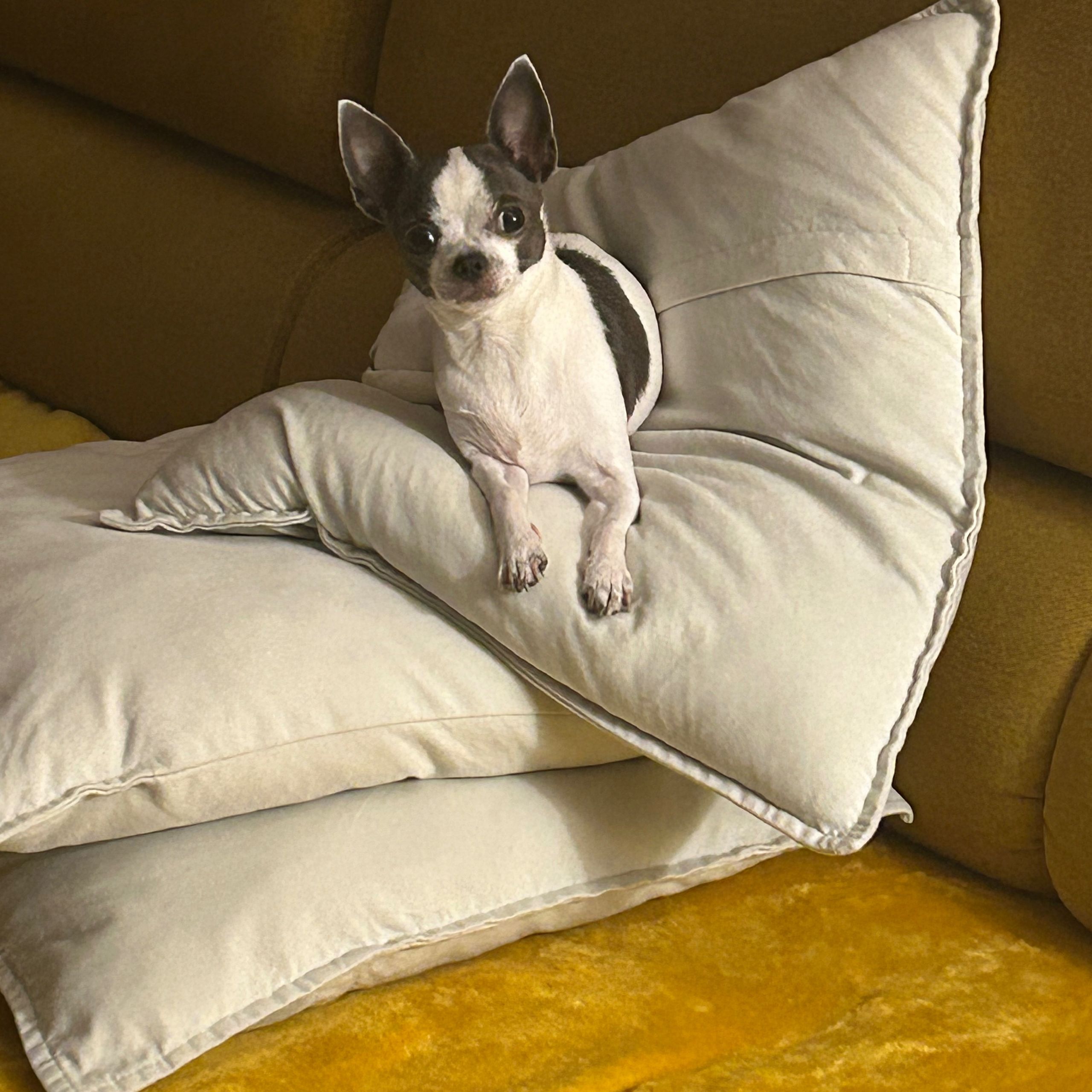 Soutěžní fotografie - Lili,  Čivava