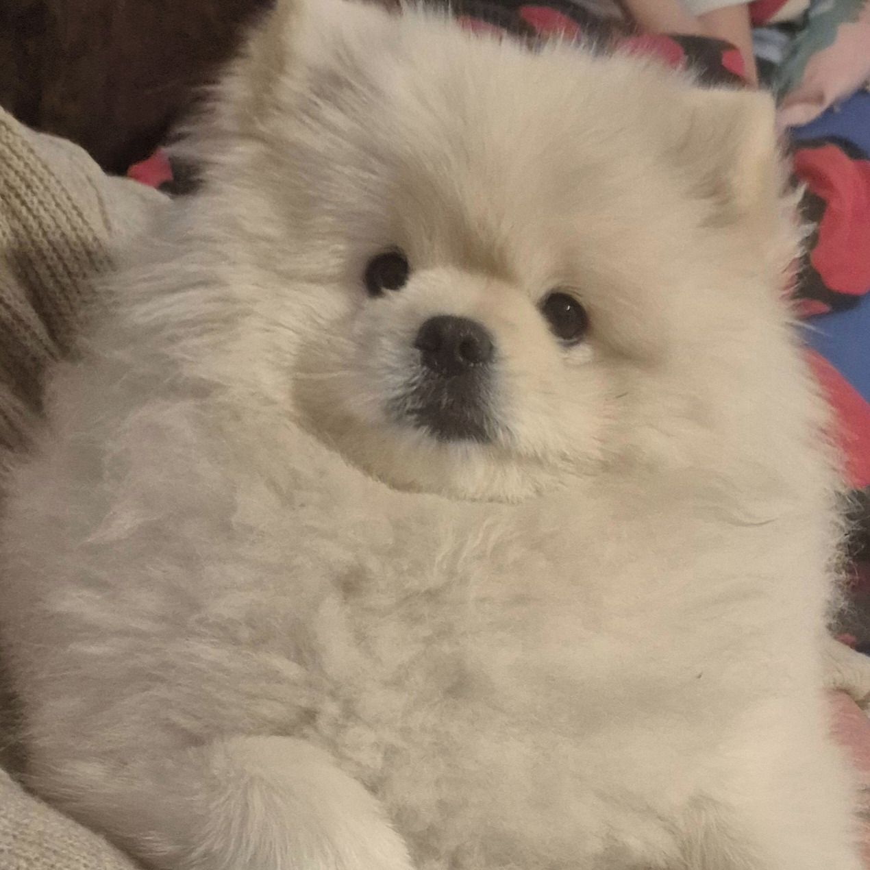 Soutěžní fotografie - Kobližek,  Ostatní