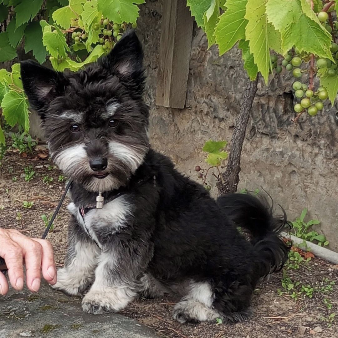 Soutěžní fotografie - Terezka,  Yorkšírský terier
