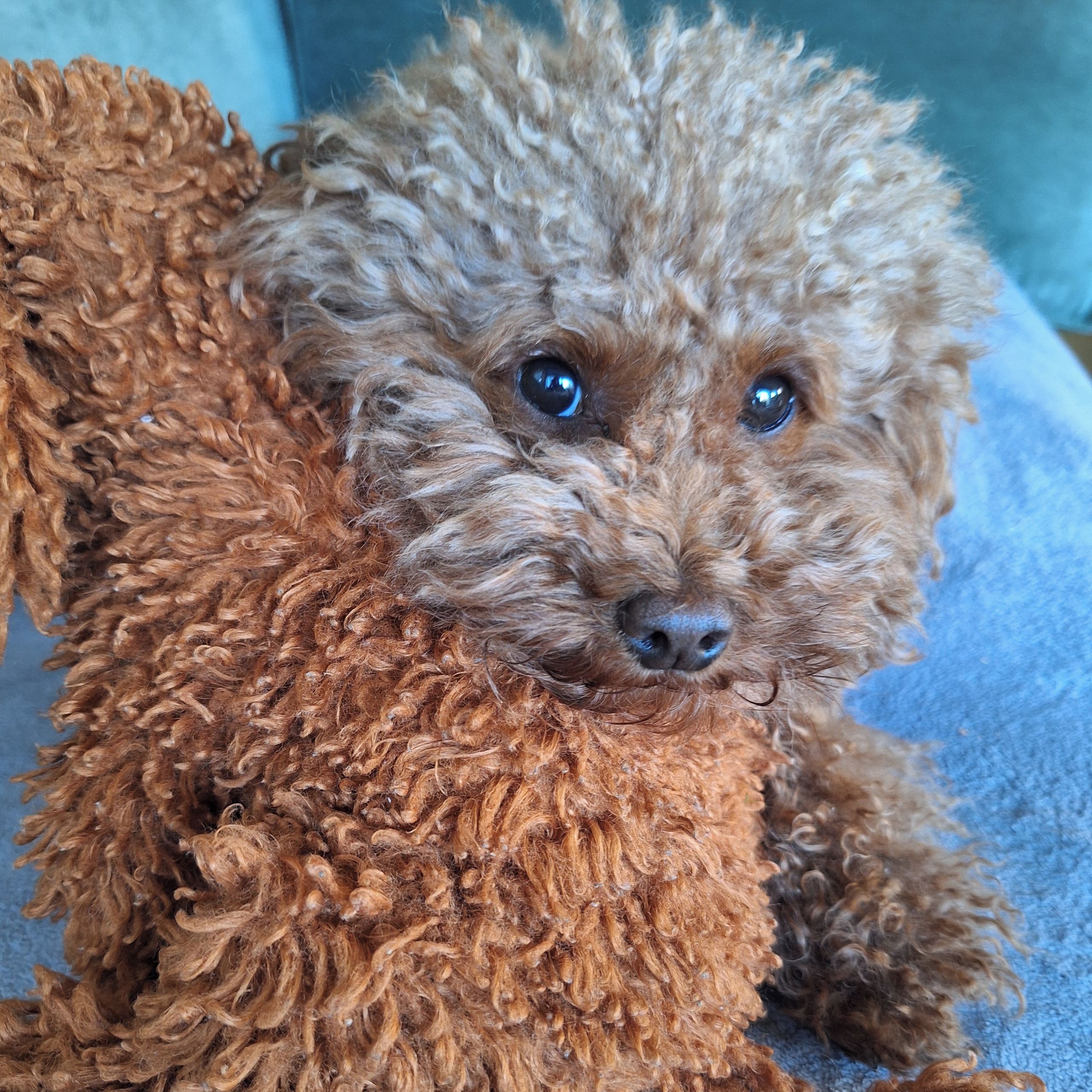 Soutěžní fotografie - Biba,  Pudl