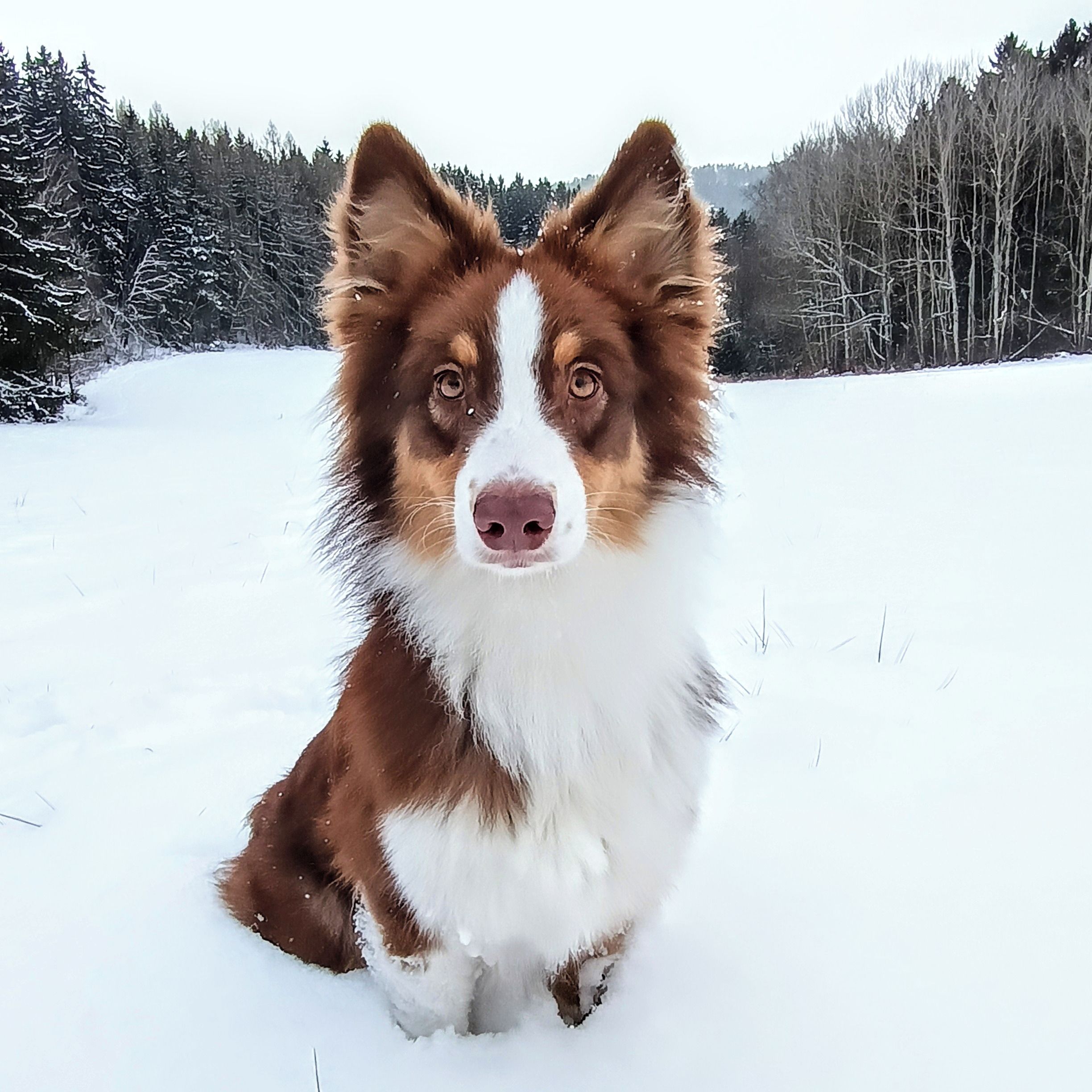 Soutěžní fotografie - Navy,  Australský ovčák