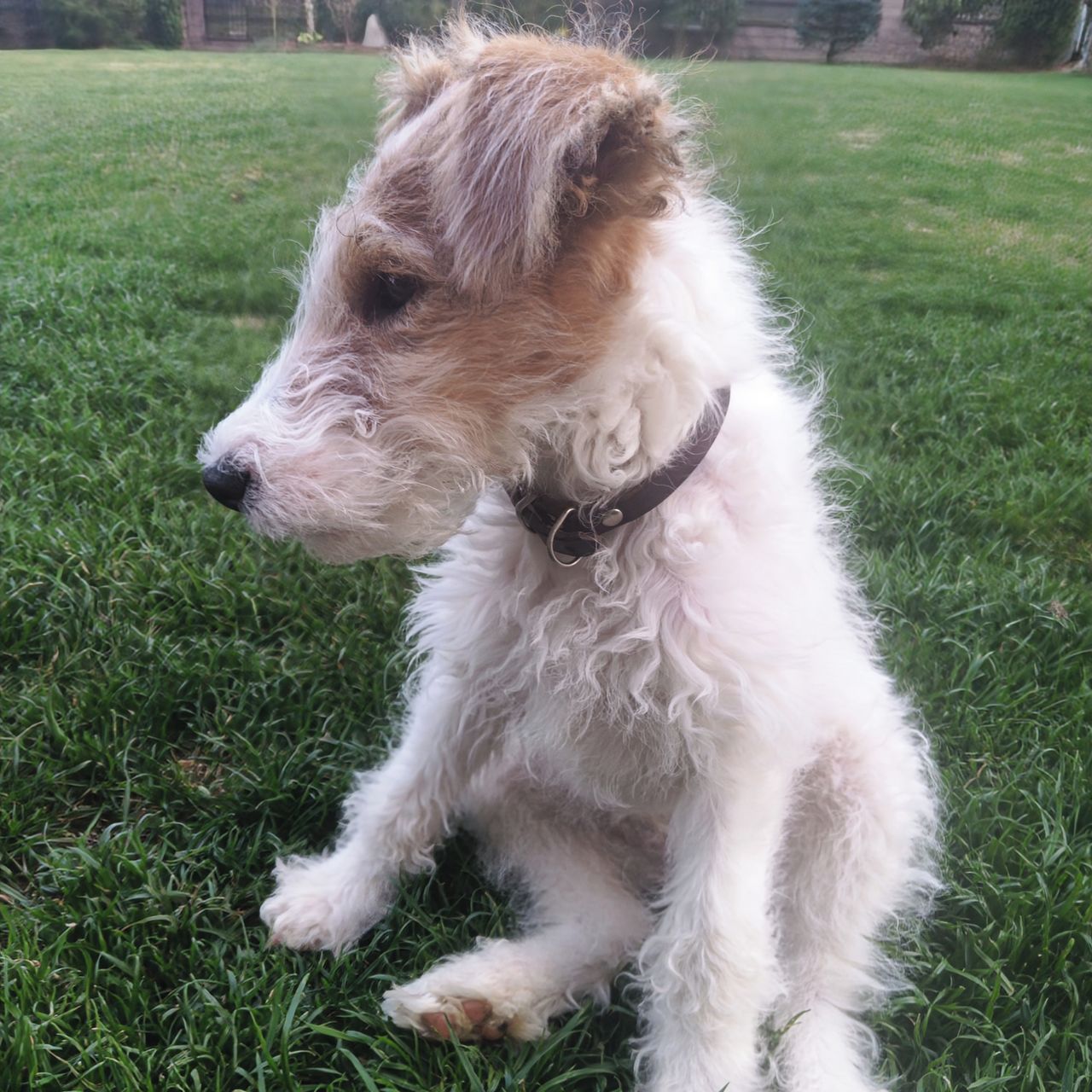 Soutěžní fotografie - Fleky,  Foxterier drsnosrstý