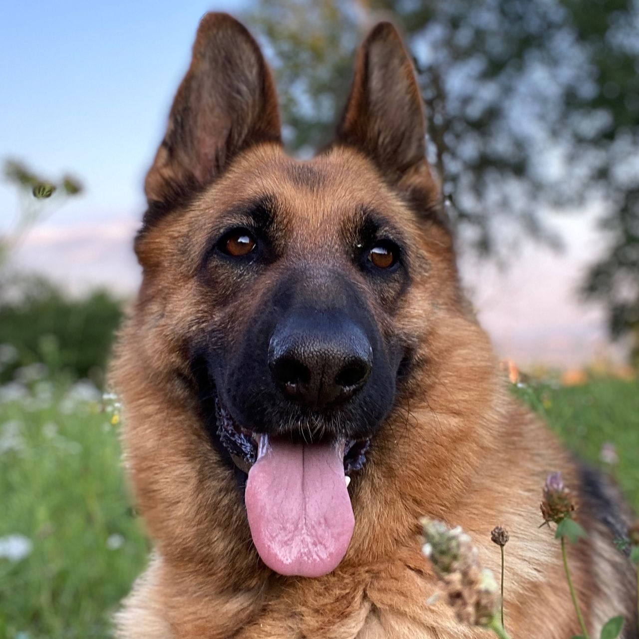 Soutěžní fotografie - Prettynka,  Německý ovčák