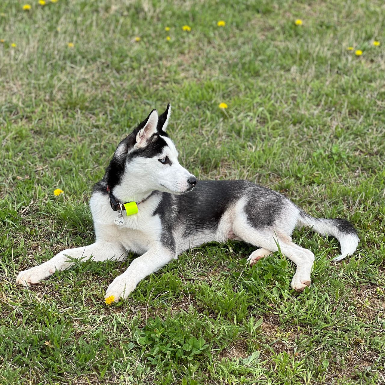 Soutěžní fotografie - Maximilian,  Sibiřský husky