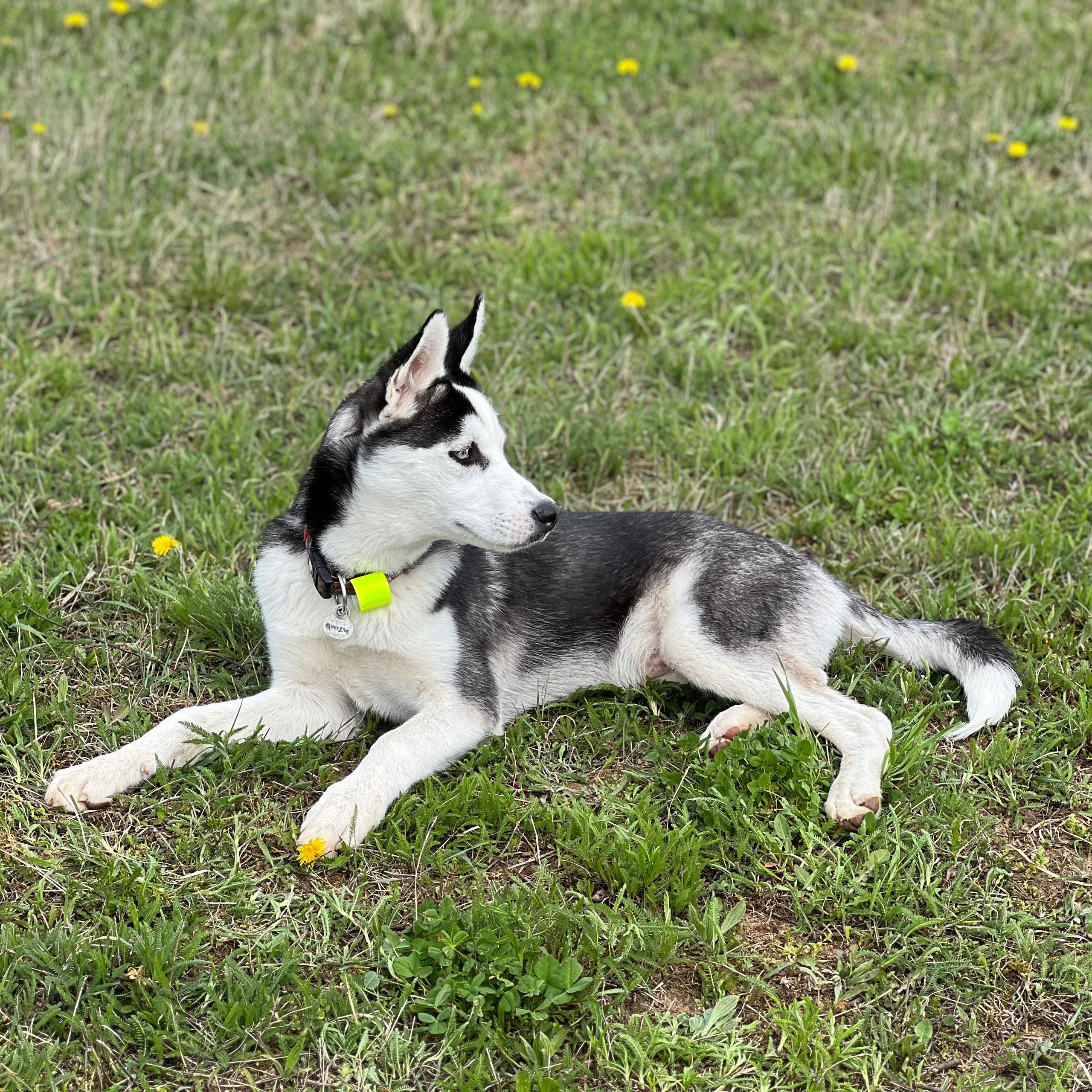 Soutěžní fotografie - Maximilian,  Sibiřský husky