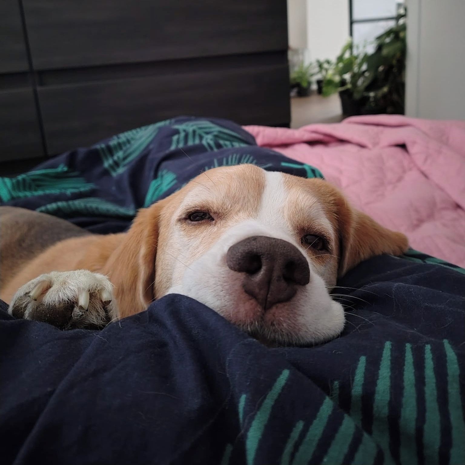 Soutěžní fotografie - Edý,  Beagle