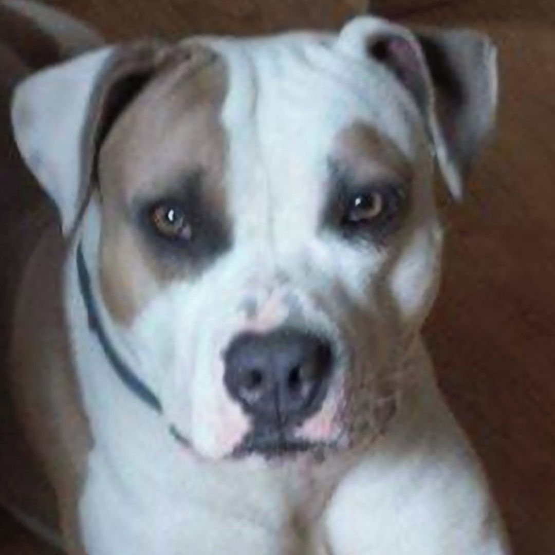 Soutěžní fotografie - Luis,  Americký stafordširský terier