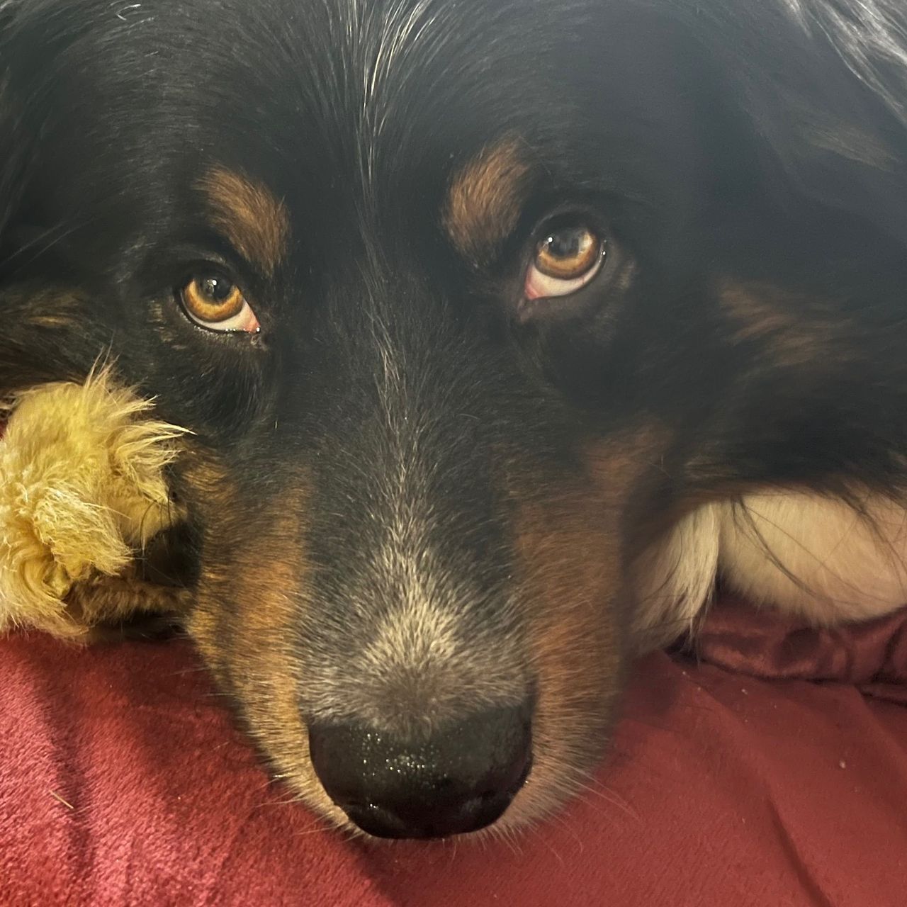 Soutěžní fotografie - Doudlo,  Bernský salašnický pes