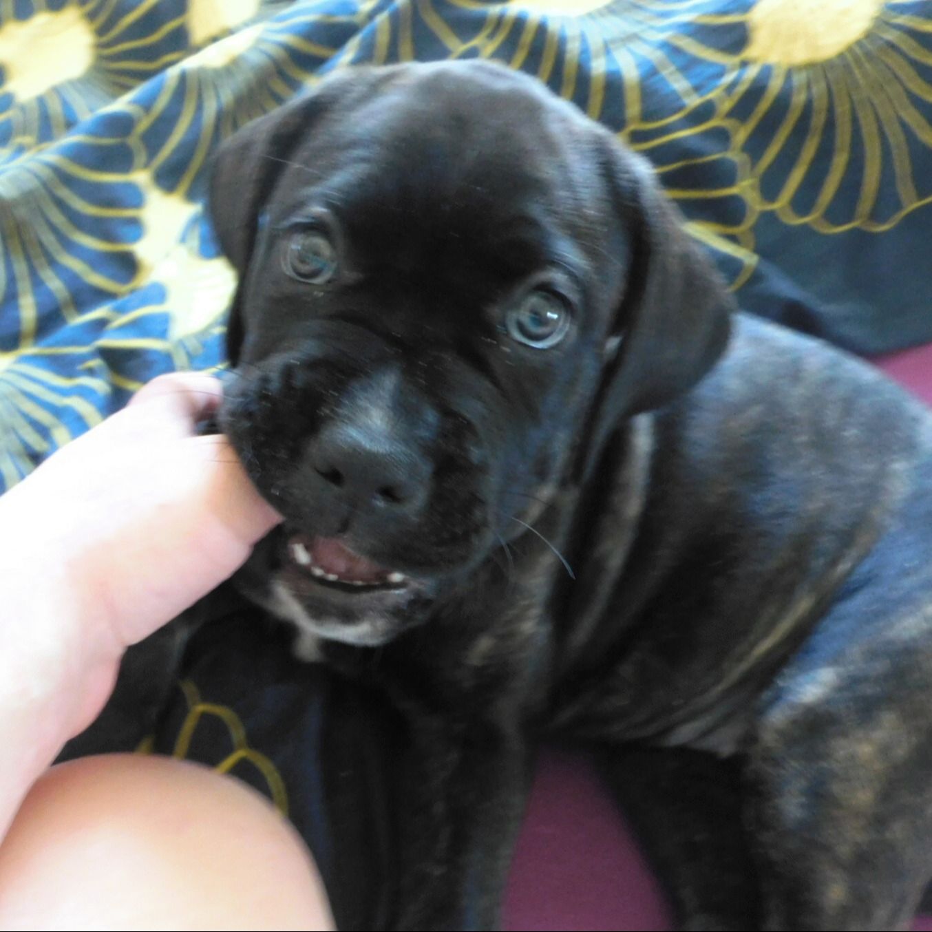 Soutěžní fotografie - Kira,  Ostatní