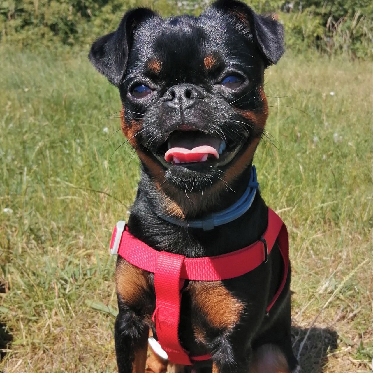 Soutěžní fotografie - Mailo,  Brabantík Petit