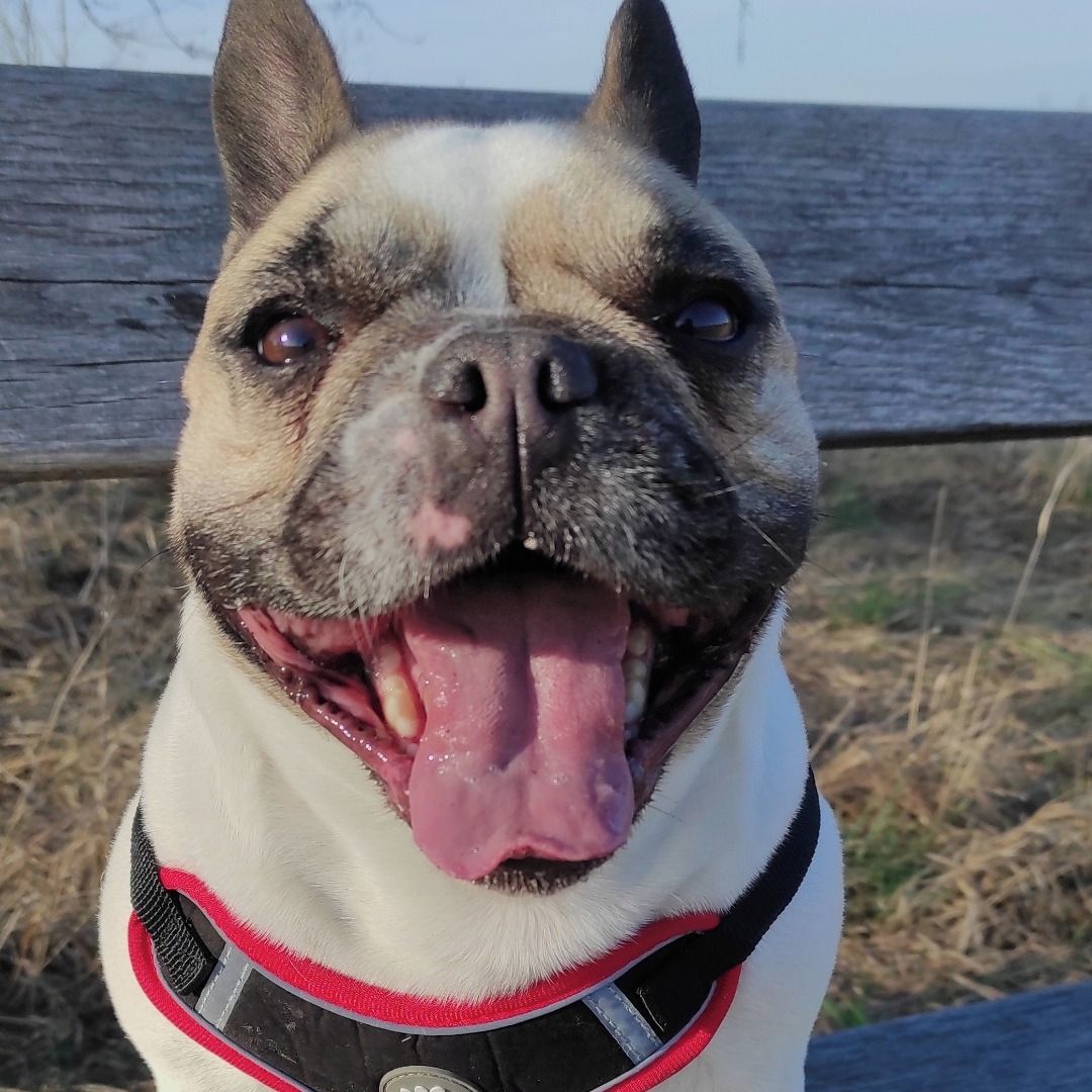 Soutěžní fotografie - Bětuška,  Francouzský buldoček